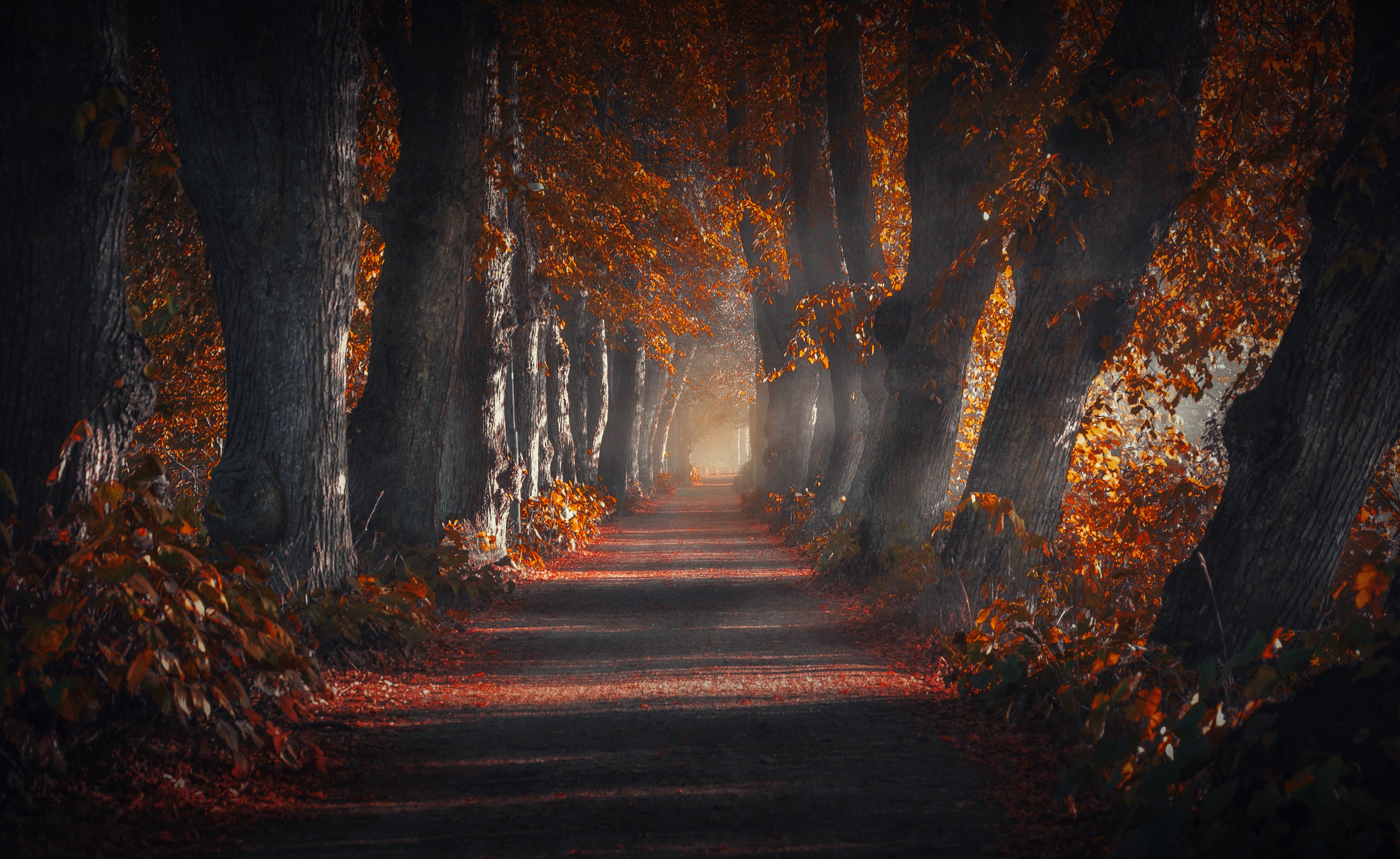Download mobile wallpaper Nature, Road, Tree, Fall, Man Made, Tree Lined for free.