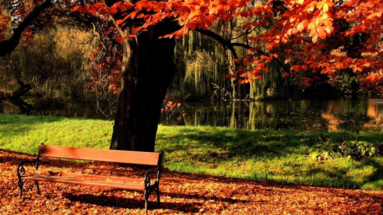無料モバイル壁紙木, 秋, 風景をダウンロードします。
