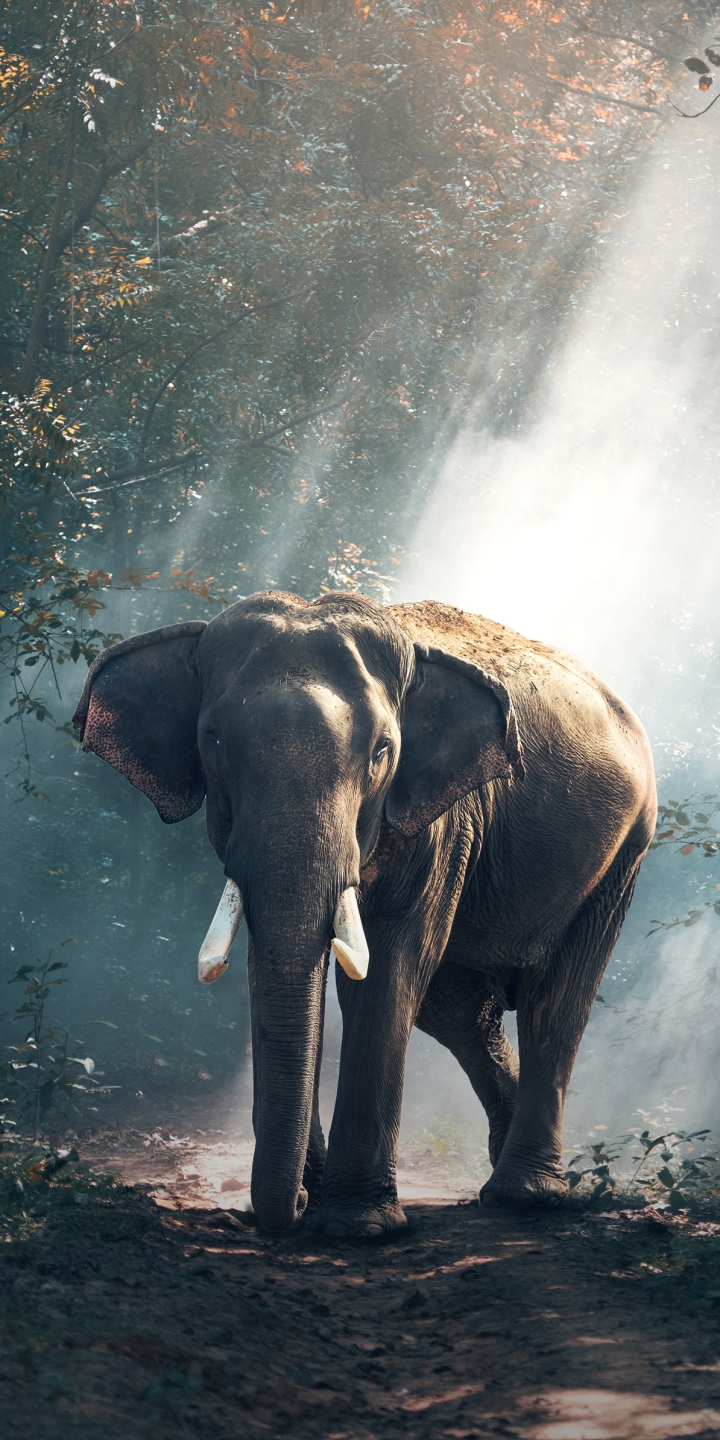 Скачать картинку Животные, Слоны, Слон, Млекопитающее, Азиатский Слон, Бивень в телефон бесплатно.