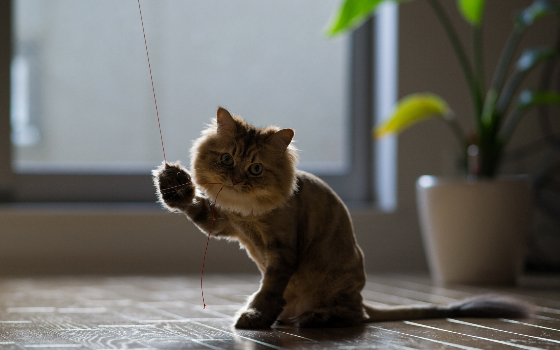 Baixe gratuitamente a imagem Animais, Gatos, Gato na área de trabalho do seu PC