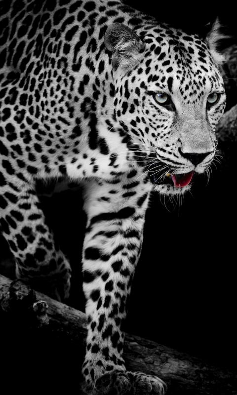 Descarga gratuita de fondo de pantalla para móvil de Animales, Gatos, Leopardo.