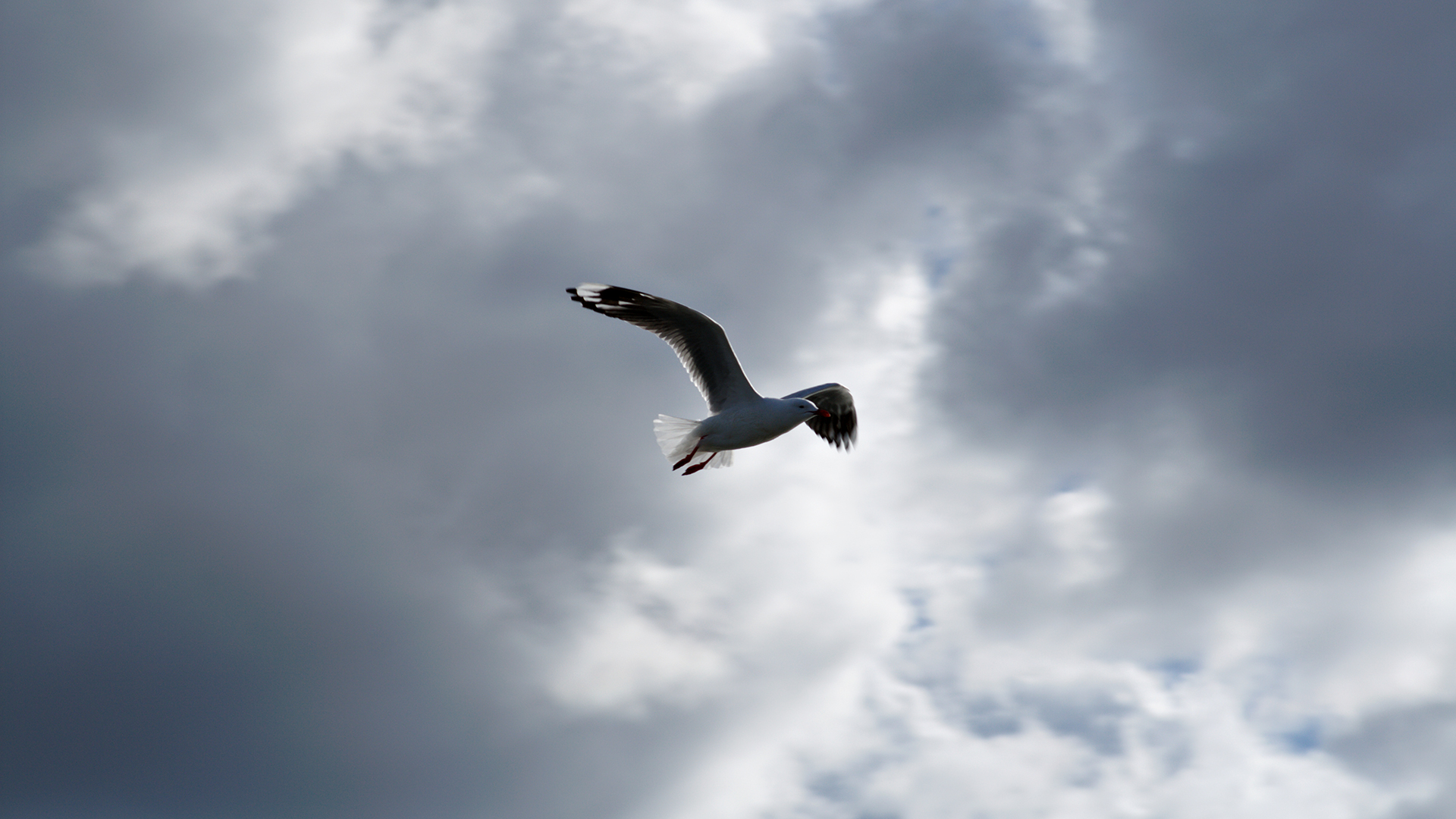 Baixe gratuitamente a imagem Animais, Aves, Pássaro na área de trabalho do seu PC