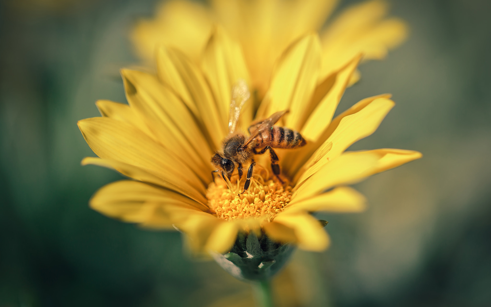 Handy-Wallpaper Biene, Insekten, Gelbe Blume, Tiere kostenlos herunterladen.