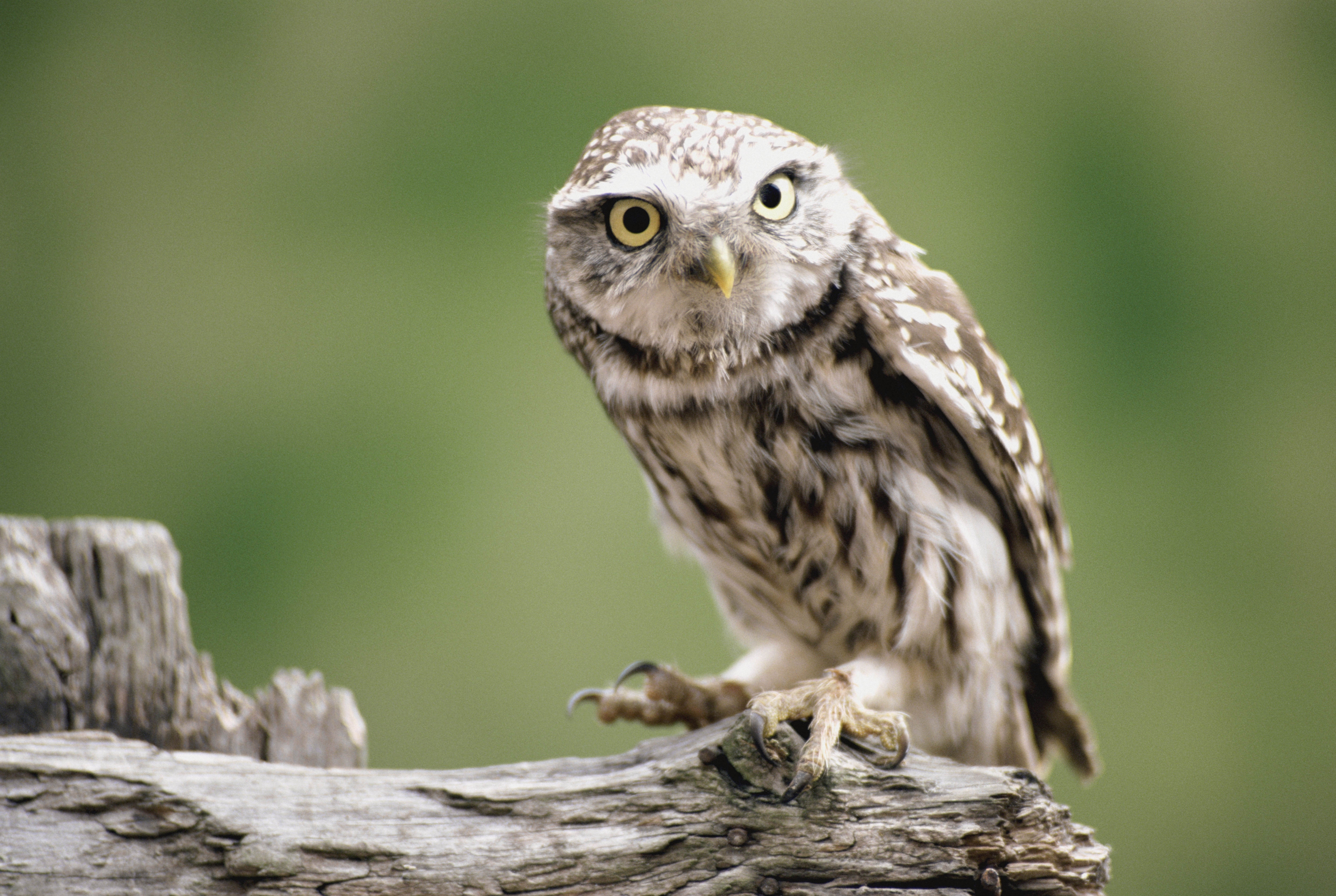 Download mobile wallpaper Animals, Branch, Predator, Bird, Owl for free.