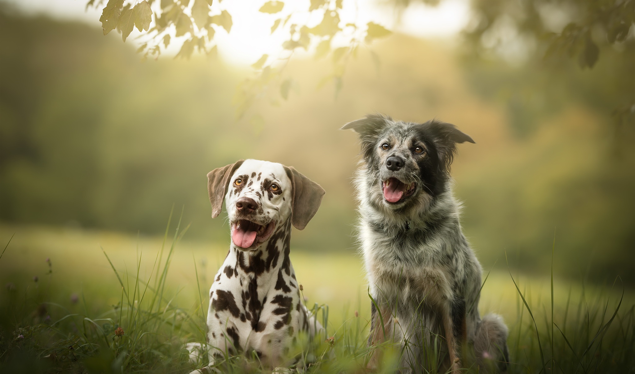 Laden Sie das Tiere, Hunde, Hund, Dalmatiner, Tiefenschärfe-Bild kostenlos auf Ihren PC-Desktop herunter