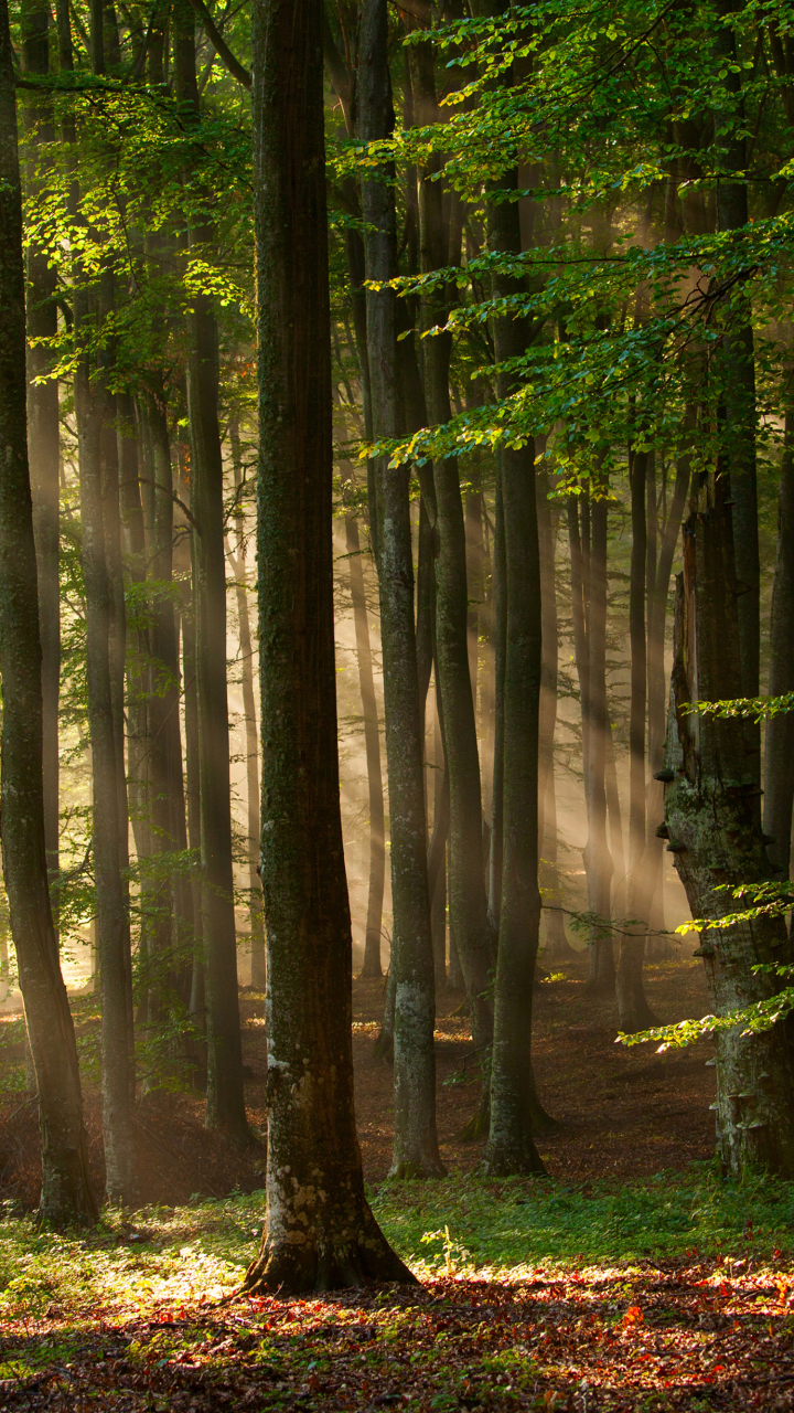 Handy-Wallpaper Natur, Wald, Sonnenstrahl, Erde/natur kostenlos herunterladen.