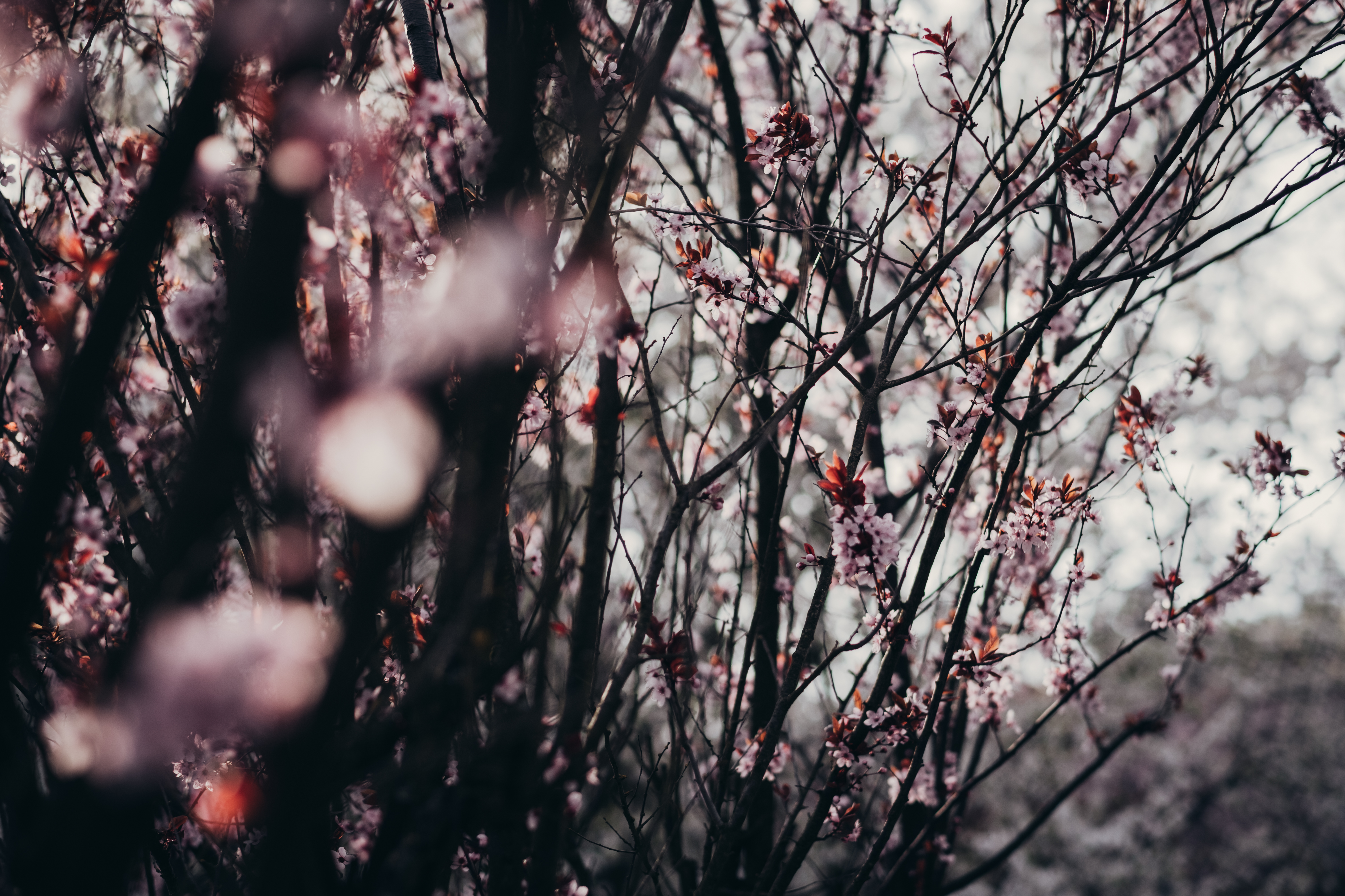 Handy-Wallpaper Bäume, Natur, Blumen, Sakura, Frühling kostenlos herunterladen.