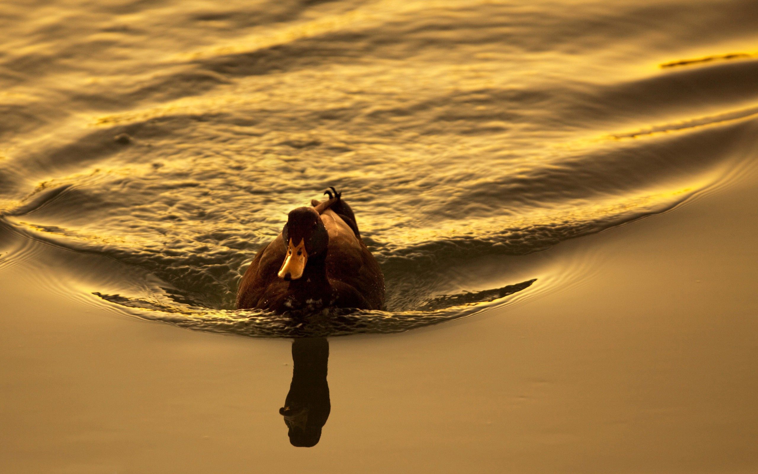 duck, animals, sunset, lake, bird, to swim, swim Smartphone Background