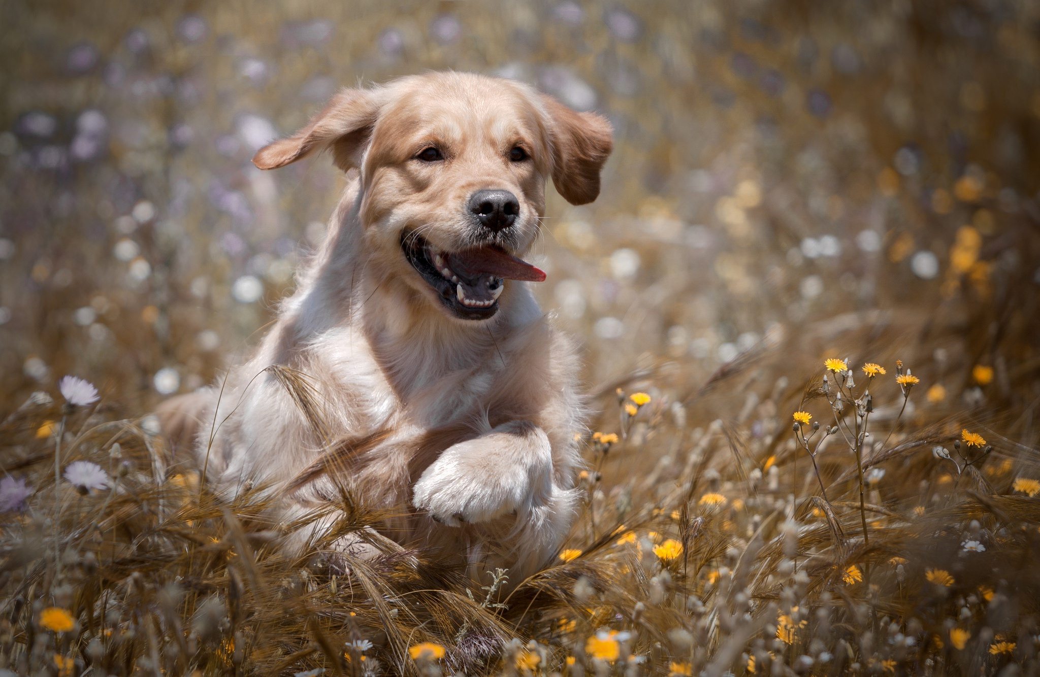 Handy-Wallpaper Tiere, Hunde, Hund, Golden Retriever kostenlos herunterladen.