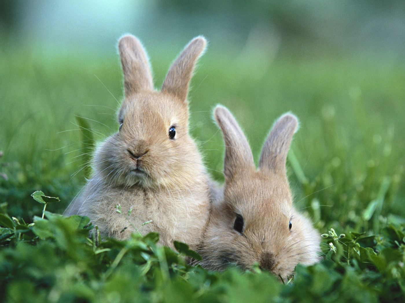 rabbits, animals