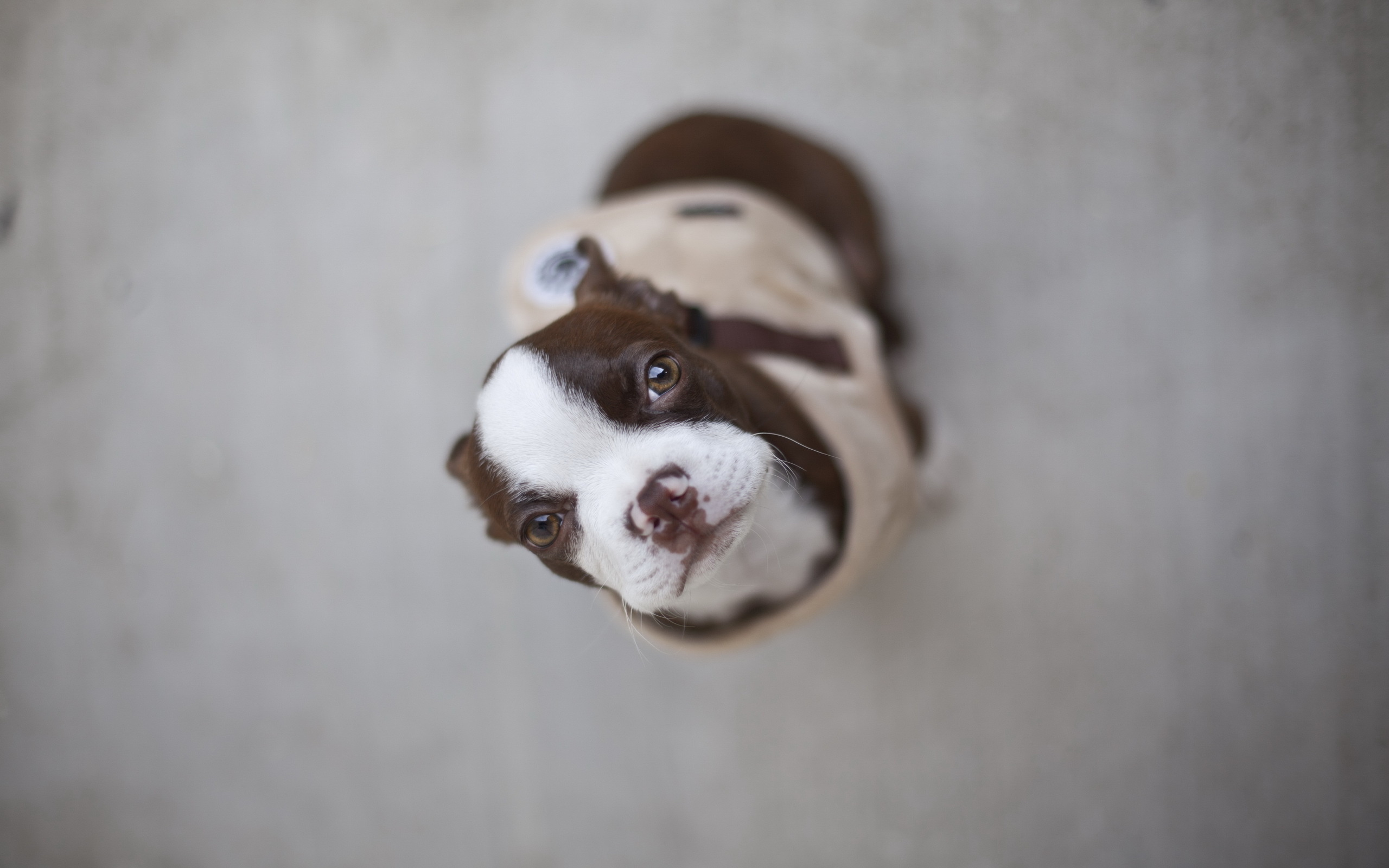 Baixar papel de parede para celular de Cães, Cão, Animais gratuito.