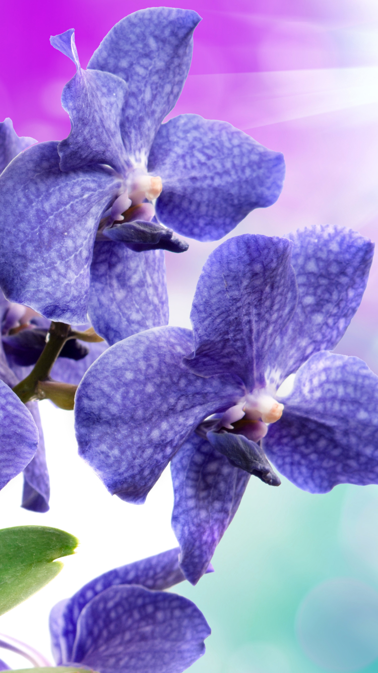 Скачати мобільні шпалери Квітка, Земля, Орхідея, Фіолетова Квітка, Флауерзи безкоштовно.