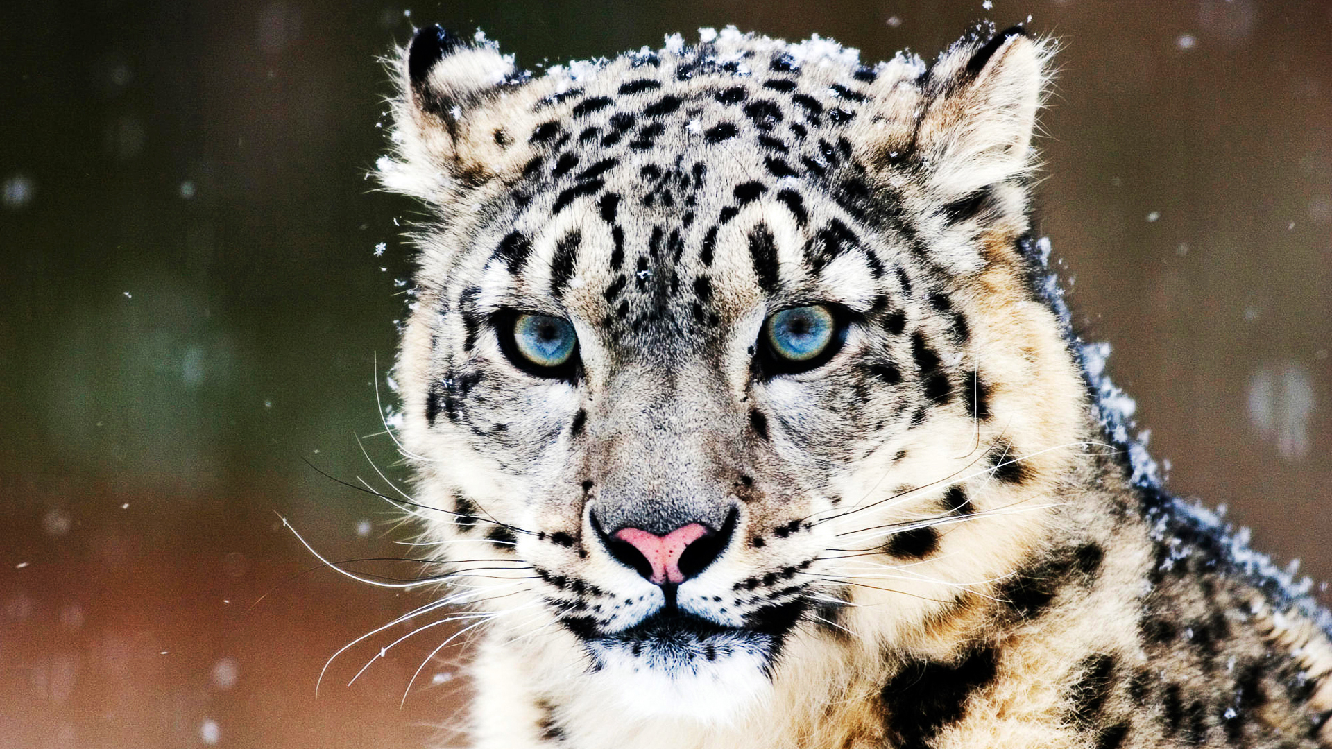 28523 télécharger l'image animaux, snow leopard - fonds d'écran et économiseurs d'écran gratuits