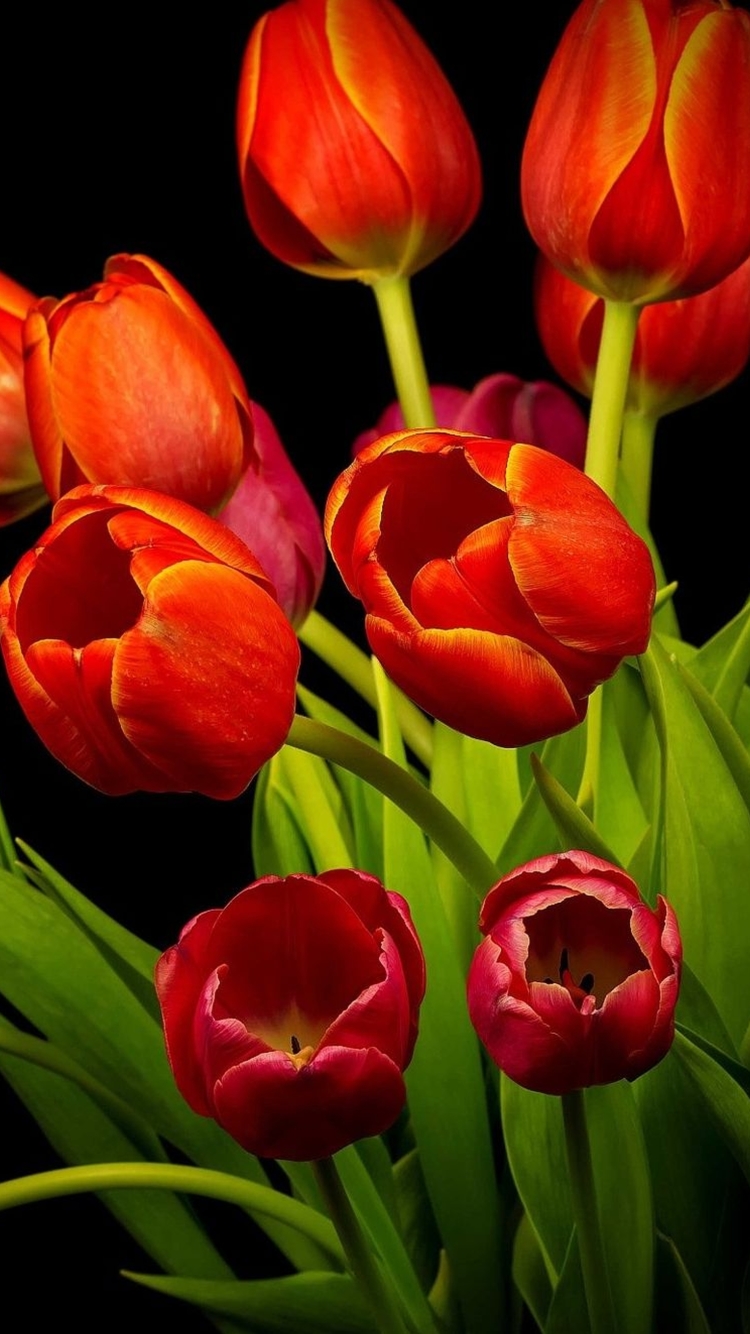 Descarga gratuita de fondo de pantalla para móvil de Flores, Flor, Tierra, Tulipán, Tierra/naturaleza, Flor Naranja.