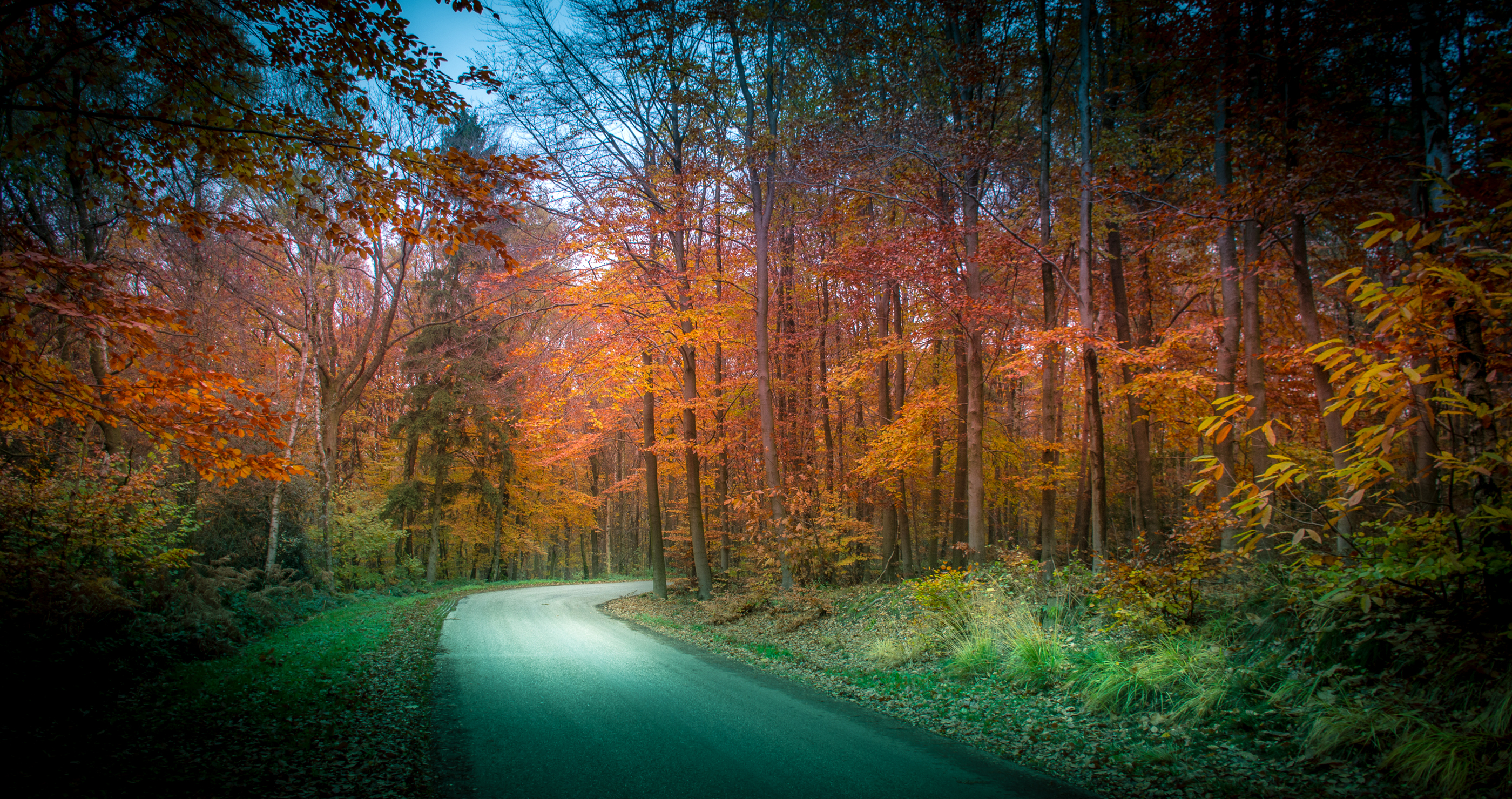 Download mobile wallpaper Nature, Road, Forest, Tree, Fall, Man Made for free.