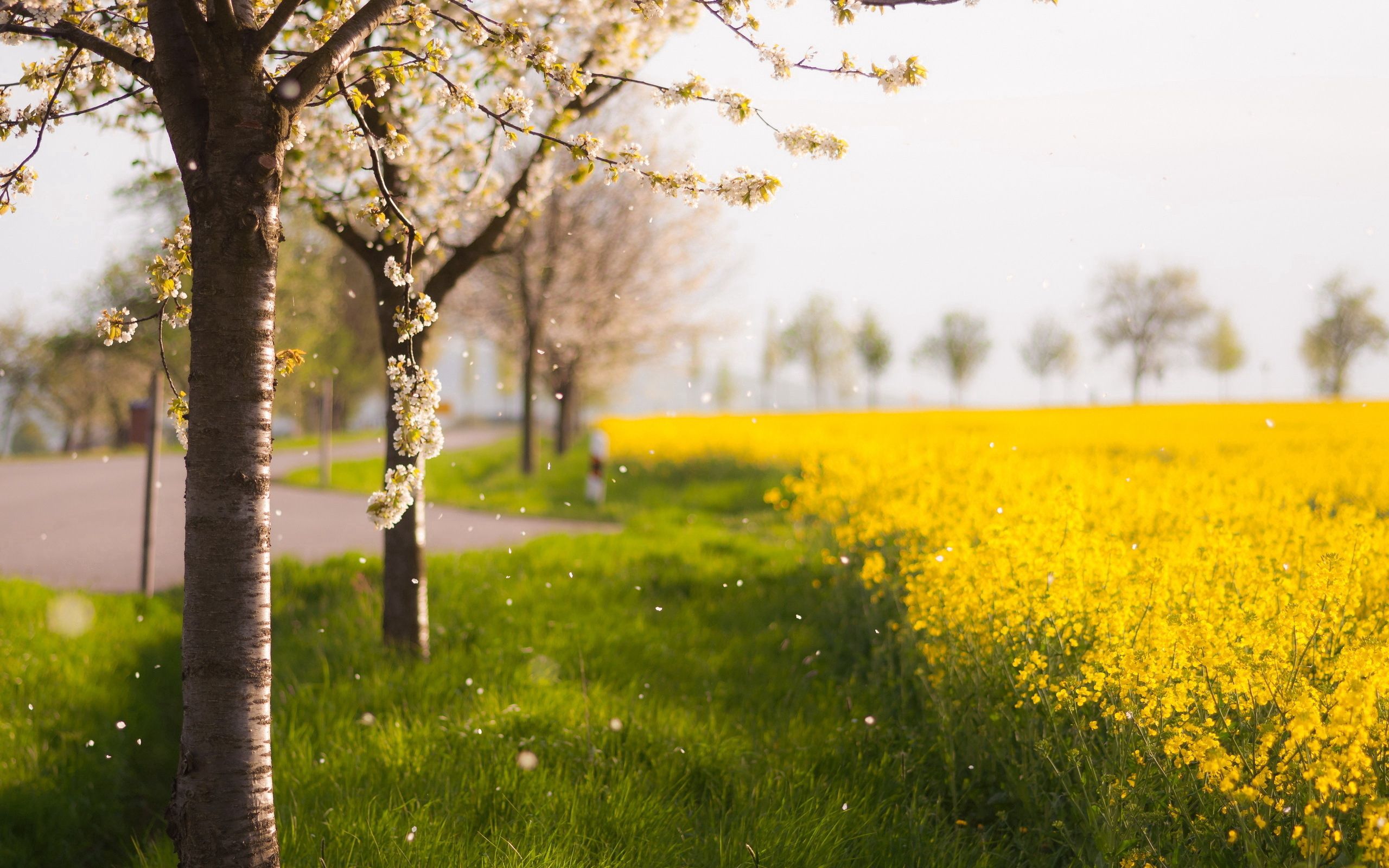 spring, yellow, nature, trees, petals, bloom, flowering, field QHD