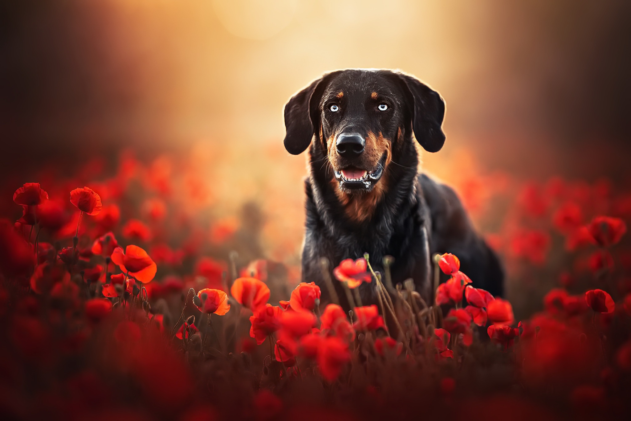 Handy-Wallpaper Tiere, Hunde, Mohn, Hund, Rote Blume, Tiefenschärfe kostenlos herunterladen.