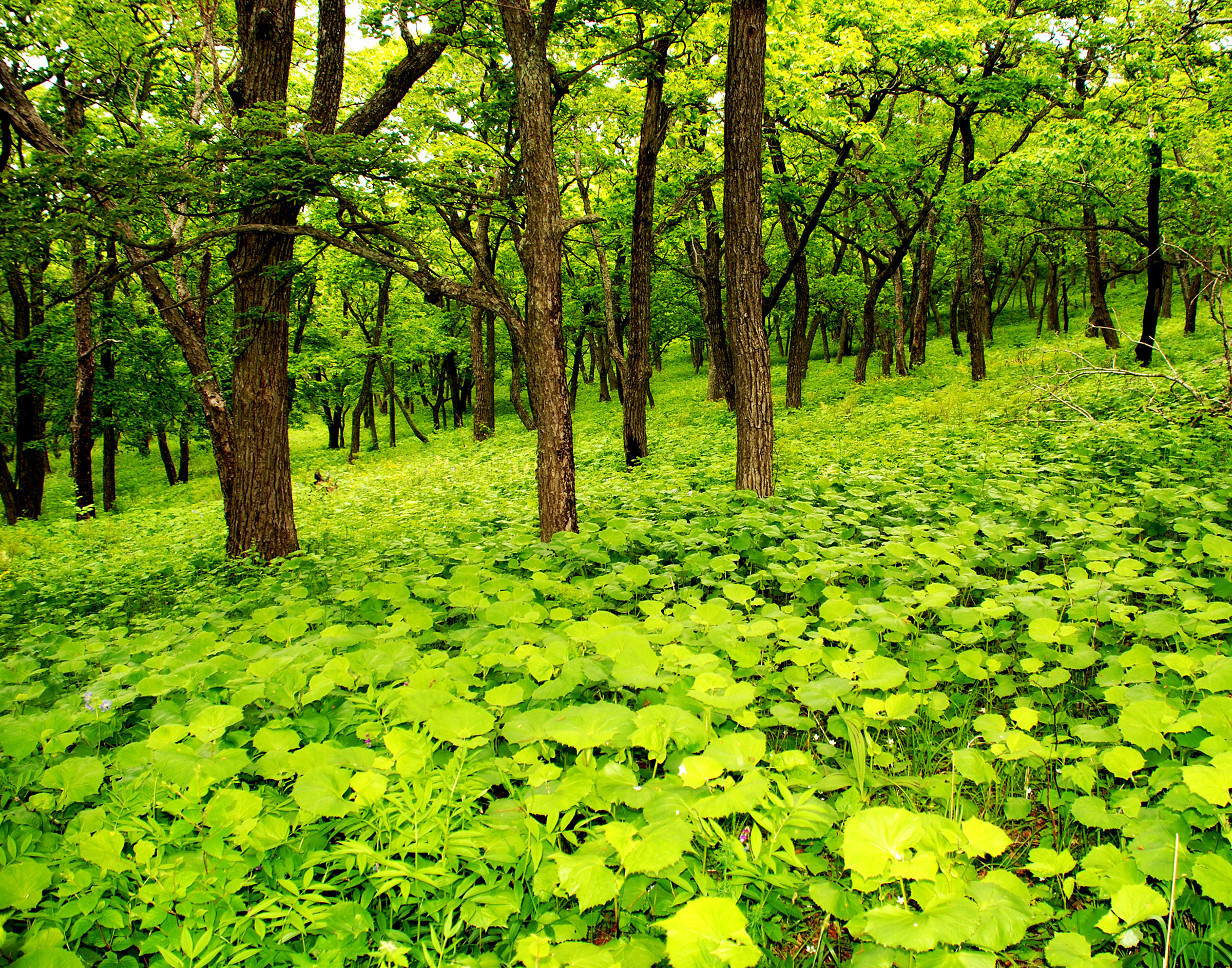 Скачать обои бесплатно Лес, Зеленый, Листва, Весна, Земля/природа картинка на рабочий стол ПК