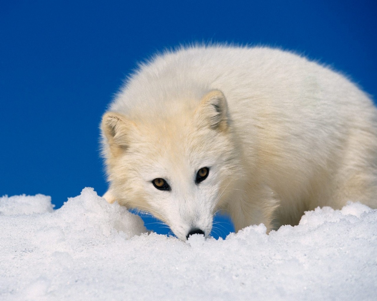 Скачать картинку Животные, Арктическая Лиса в телефон бесплатно.