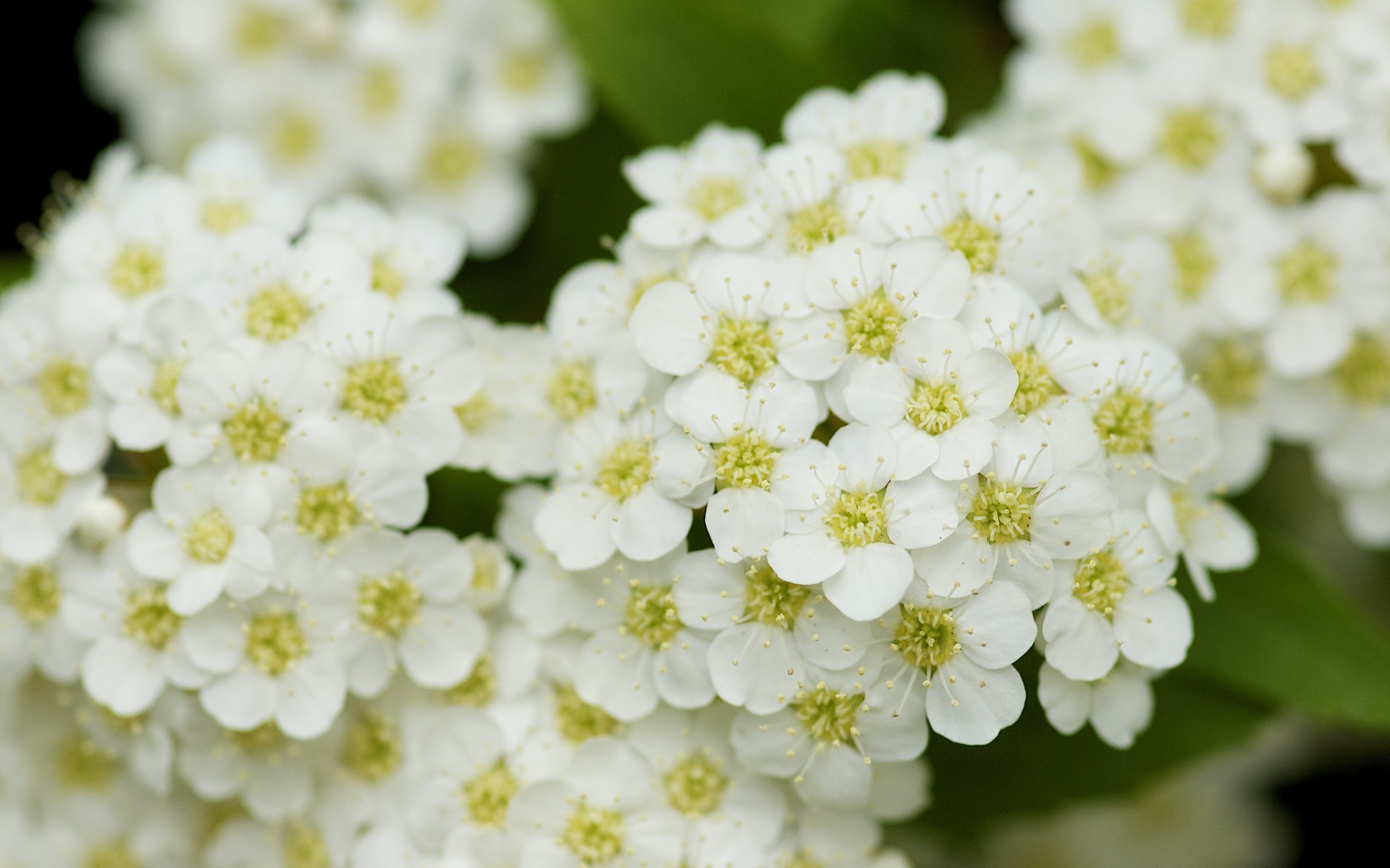 Descarga gratis la imagen Flores, Flor, Tierra/naturaleza en el escritorio de tu PC