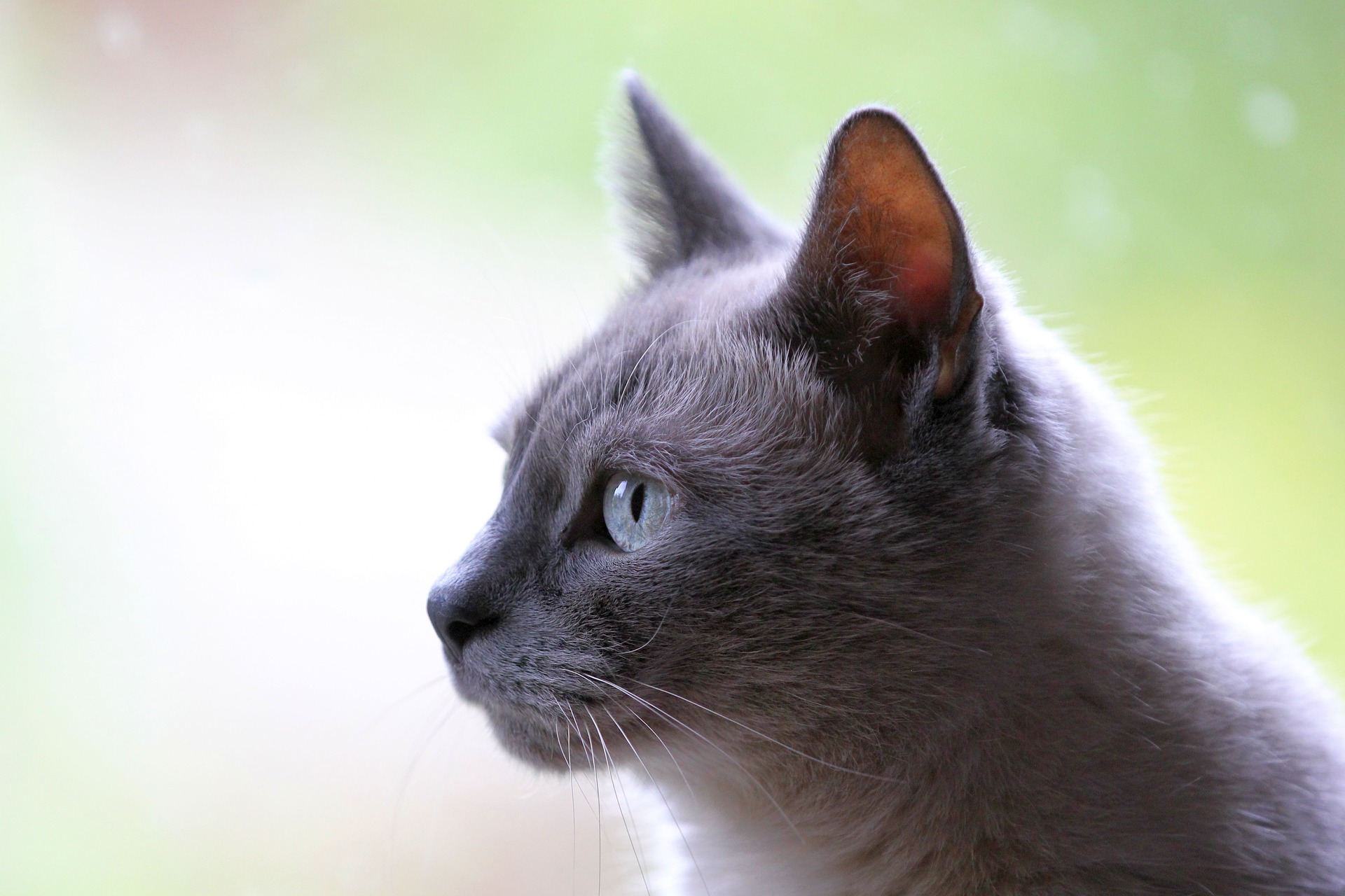 Handy-Wallpaper Tiere, Katzen, Katze, Porträt kostenlos herunterladen.