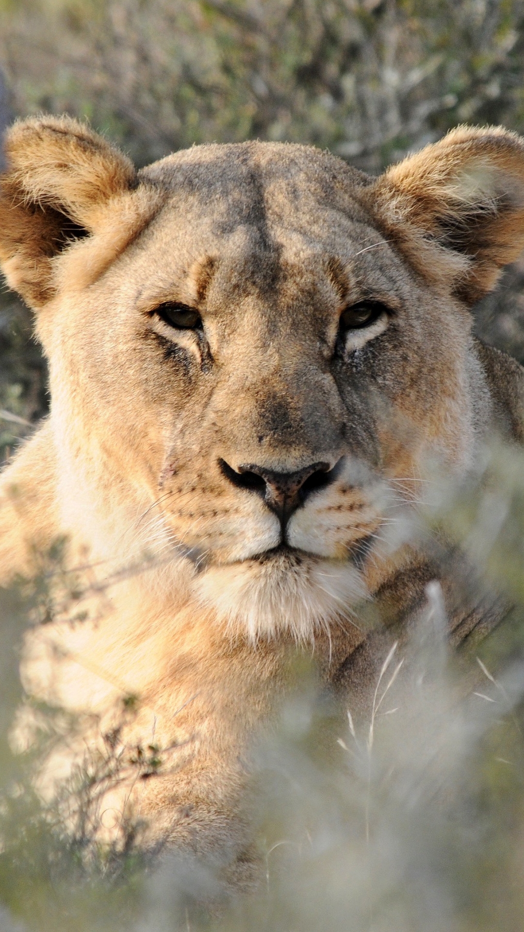 Téléchargez des papiers peints mobile Animaux, Chats, Lion gratuitement.