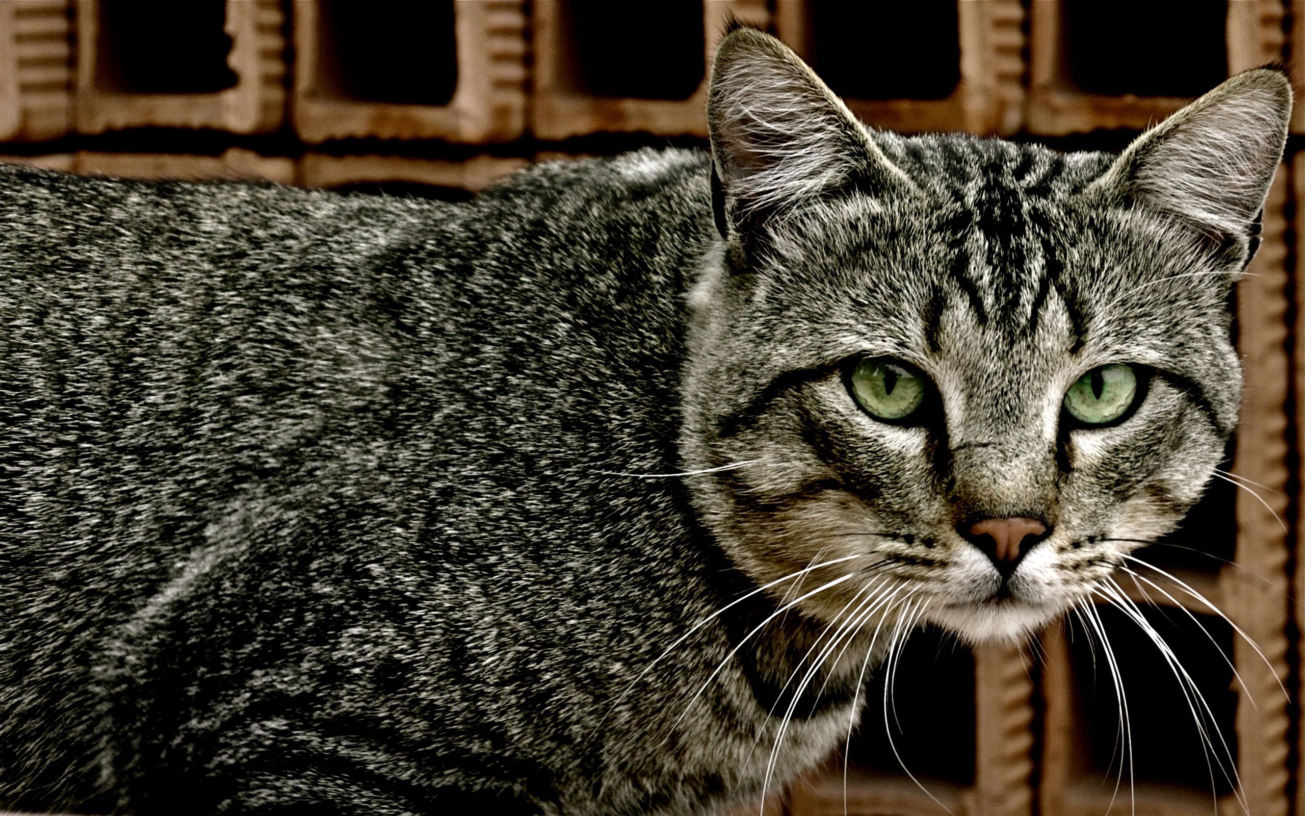 Free download wallpaper Muzzle, Striped, Sight, Opinion, Animals, Cat, Grid on your PC desktop
