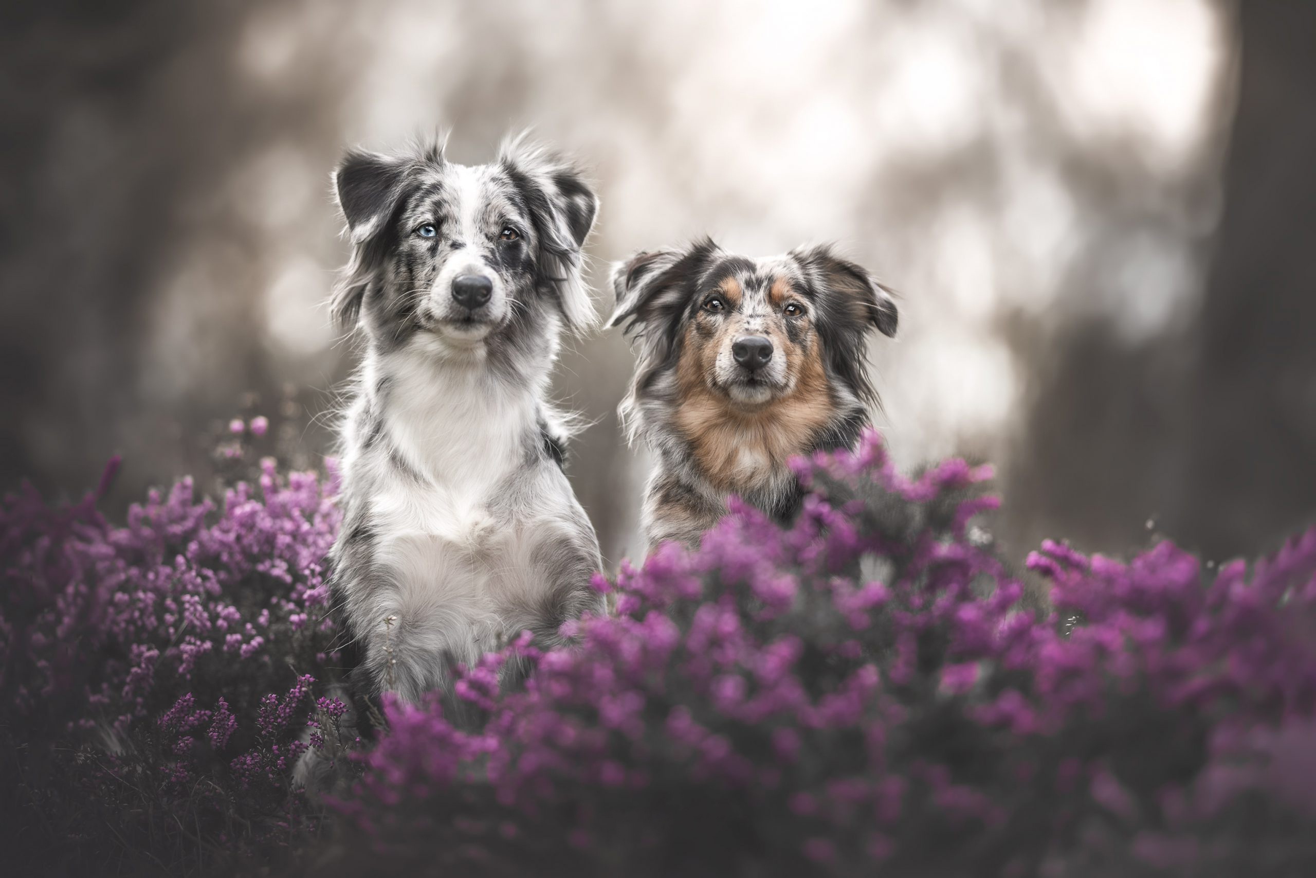 Download mobile wallpaper Dogs, Animal, Australian Shepherd for free.