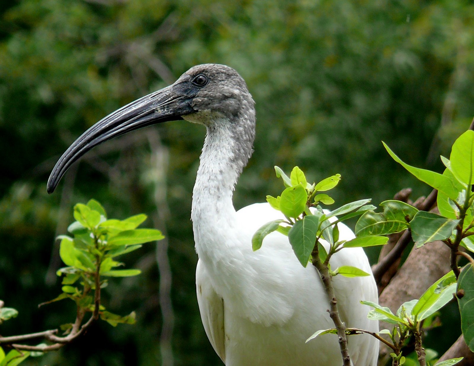 Laden Sie das Vogel, Vögel, Tiere-Bild kostenlos auf Ihren PC-Desktop herunter