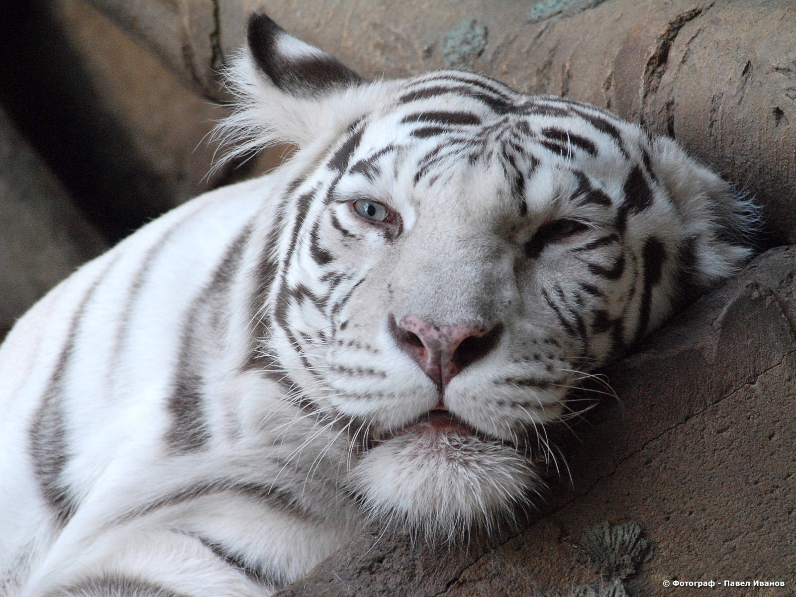 Baixar papel de parede para celular de Animais, Gatos, Tigre Branco gratuito.