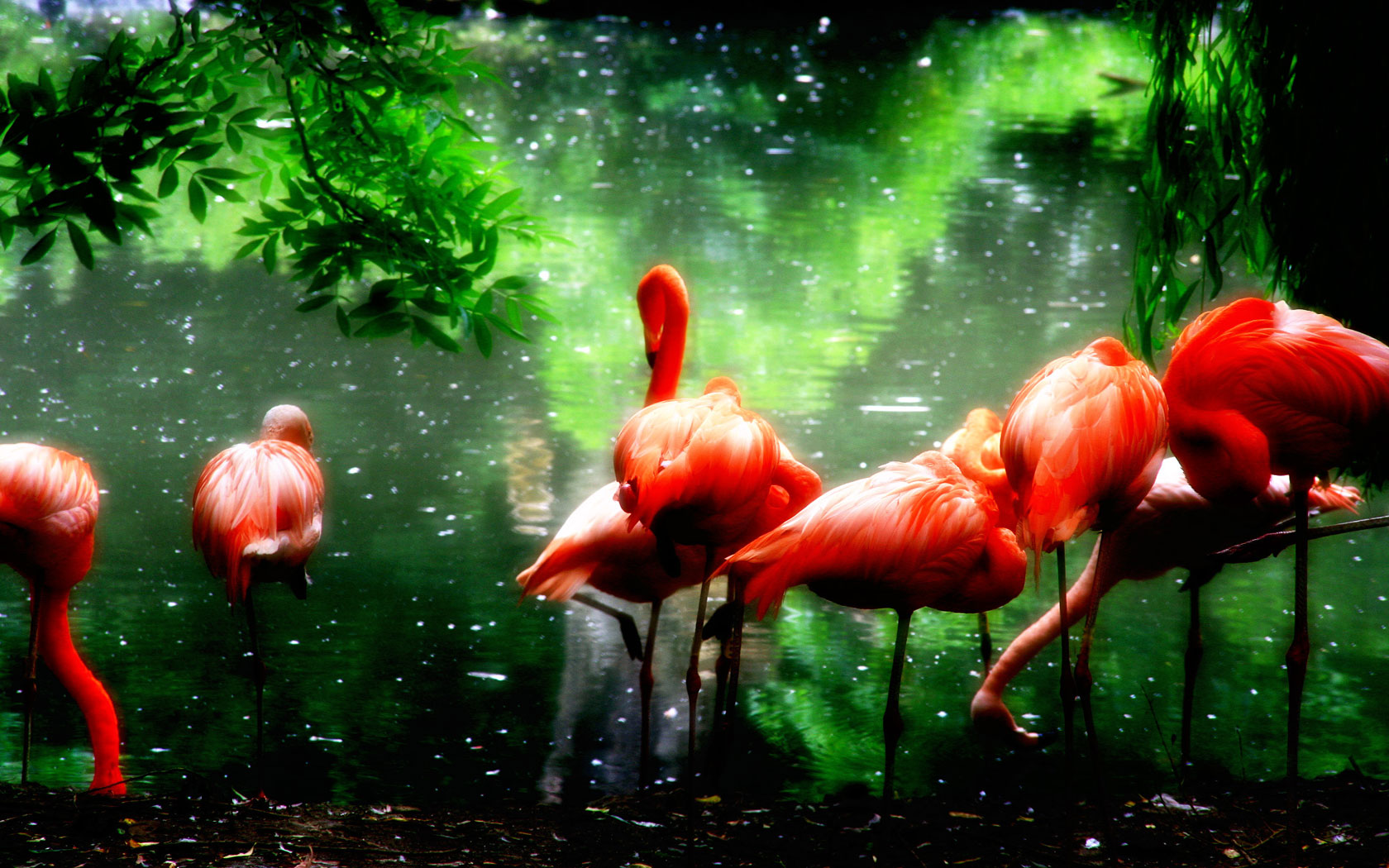 PCデスクトップに動物, 鳥, フラミンゴ画像を無料でダウンロード
