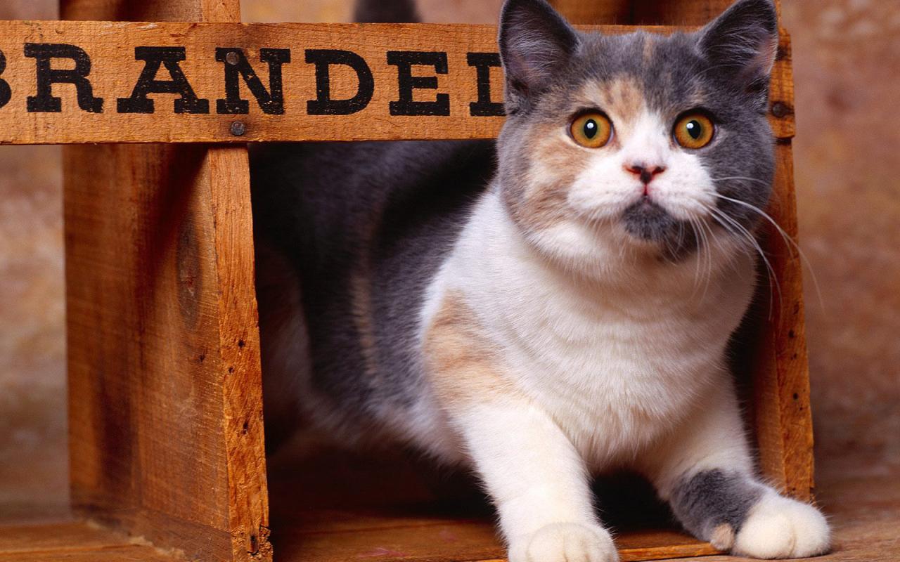 Handy-Wallpaper Tiere, Katze kostenlos herunterladen.