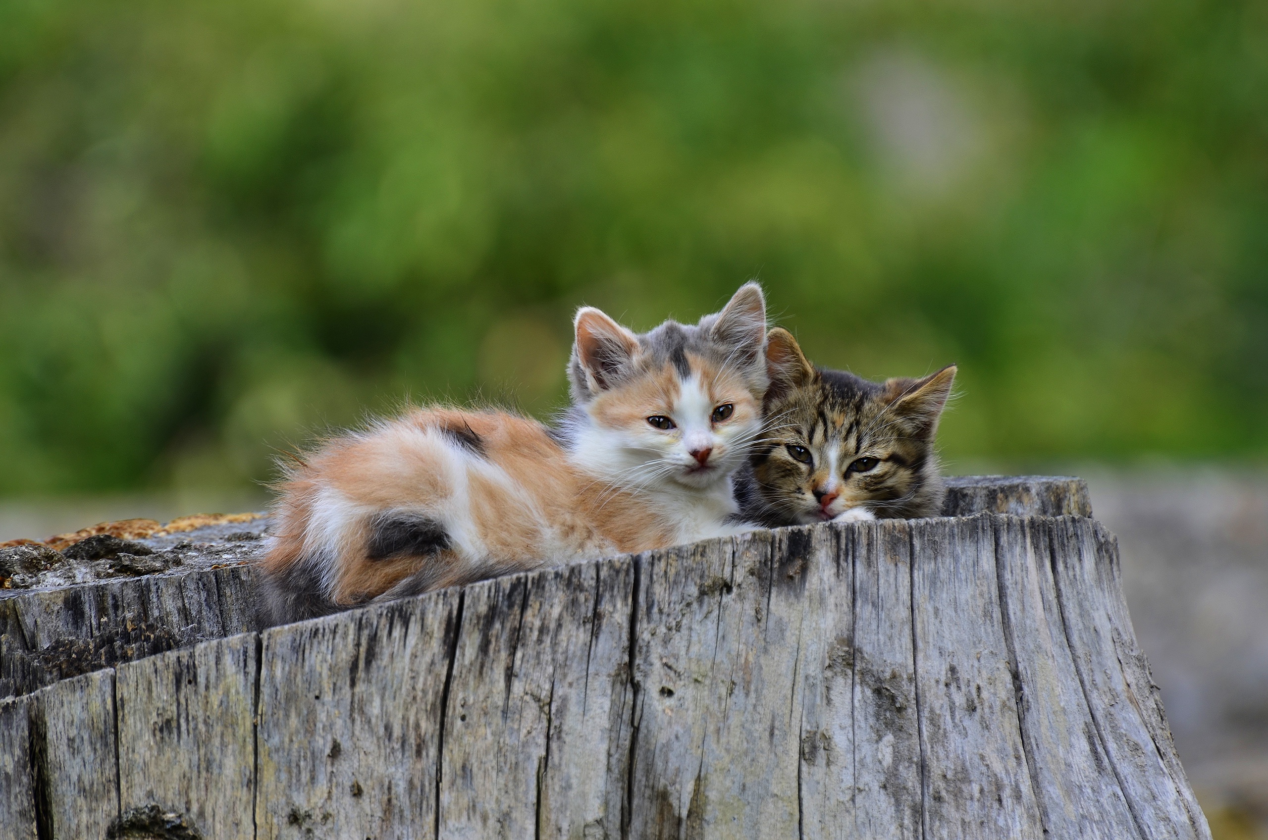 PCデスクトップに動物, ネコ, 猫, 子猫, 赤ちゃん動物画像を無料でダウンロード