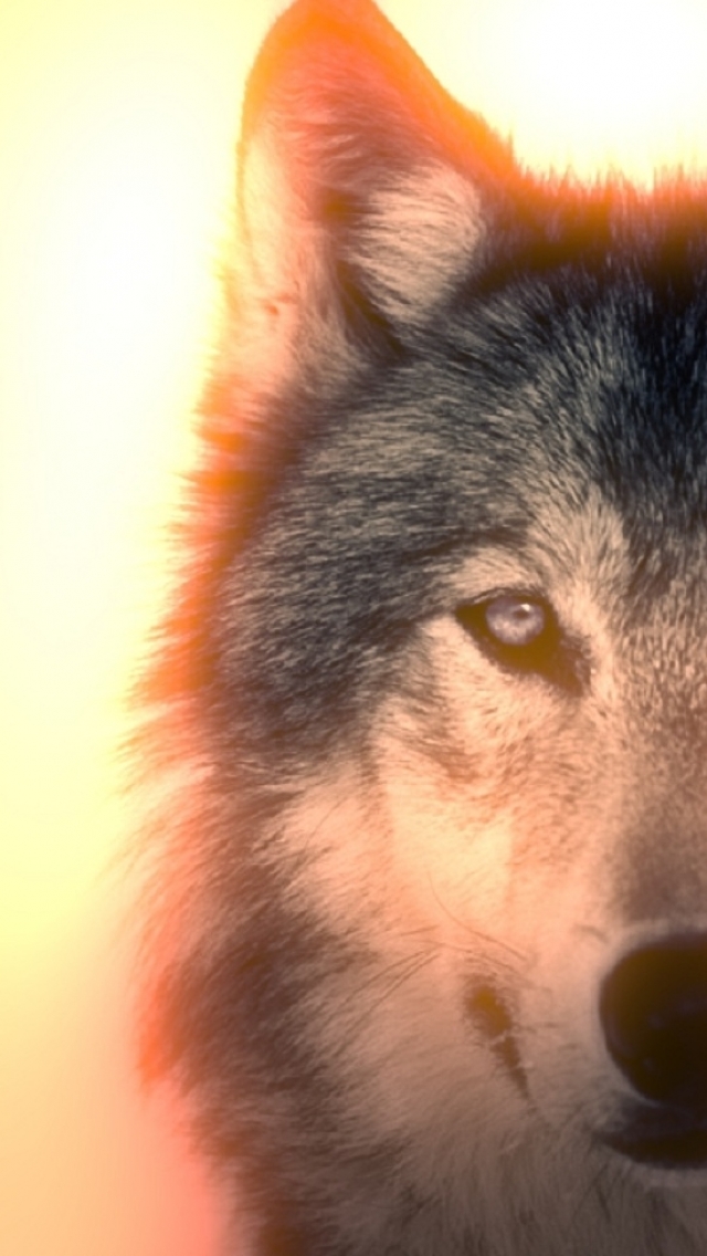 Download mobile wallpaper Sun, Light, Wolf, Animal, Wolves for free.