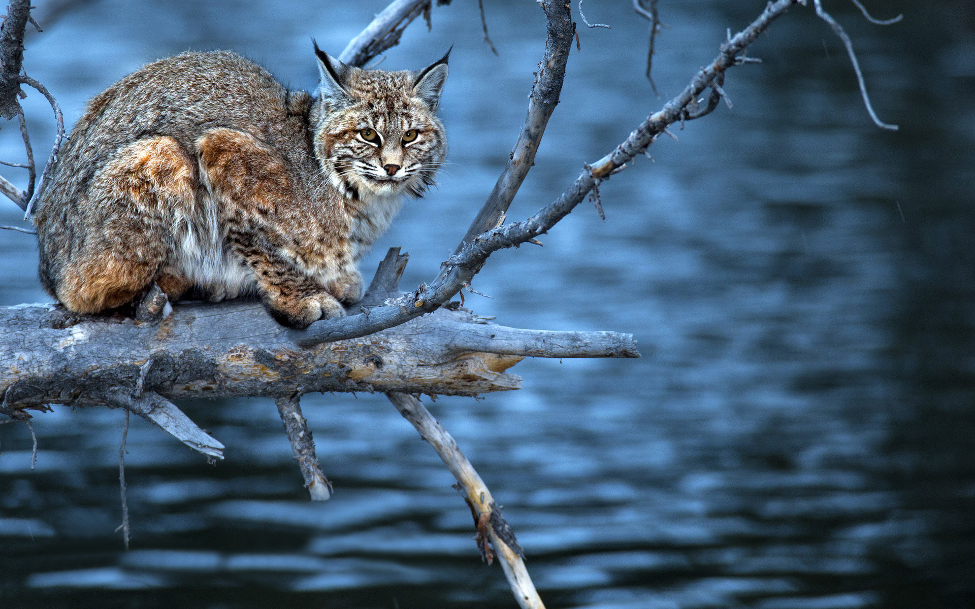 Free download wallpaper Cats, Animal, Lynx on your PC desktop
