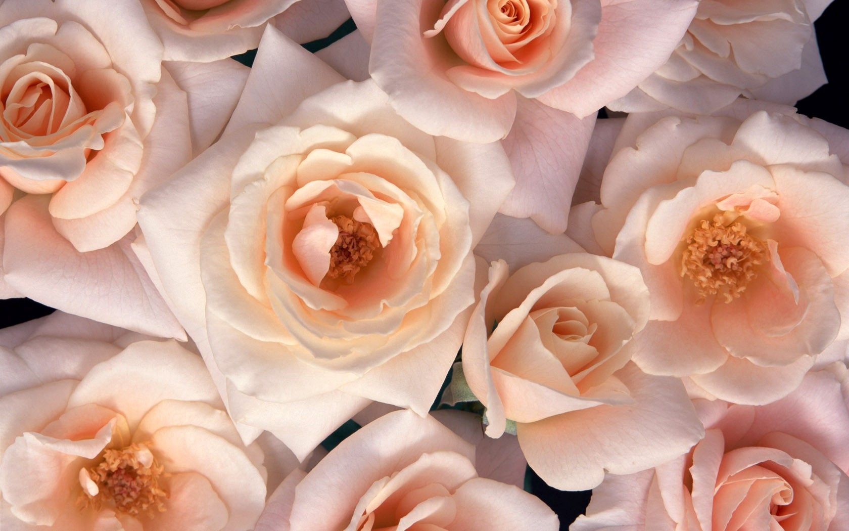 118190 завантажити шпалери рози, квіти, розпущене, вільні, бутони, бутонів, чай, чайні - заставки і картинки безкоштовно