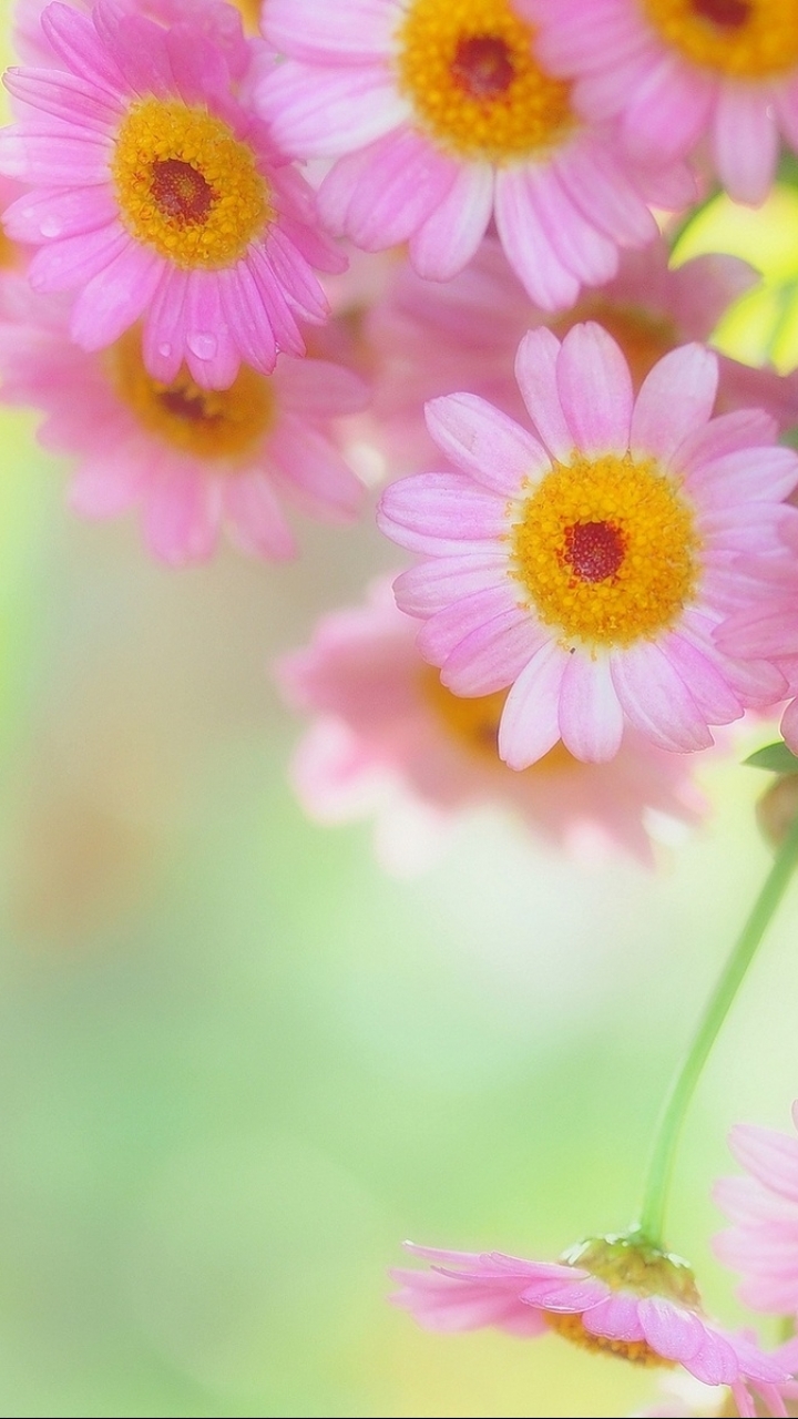 Descarga gratuita de fondo de pantalla para móvil de Flores, Flor, Tierra/naturaleza.