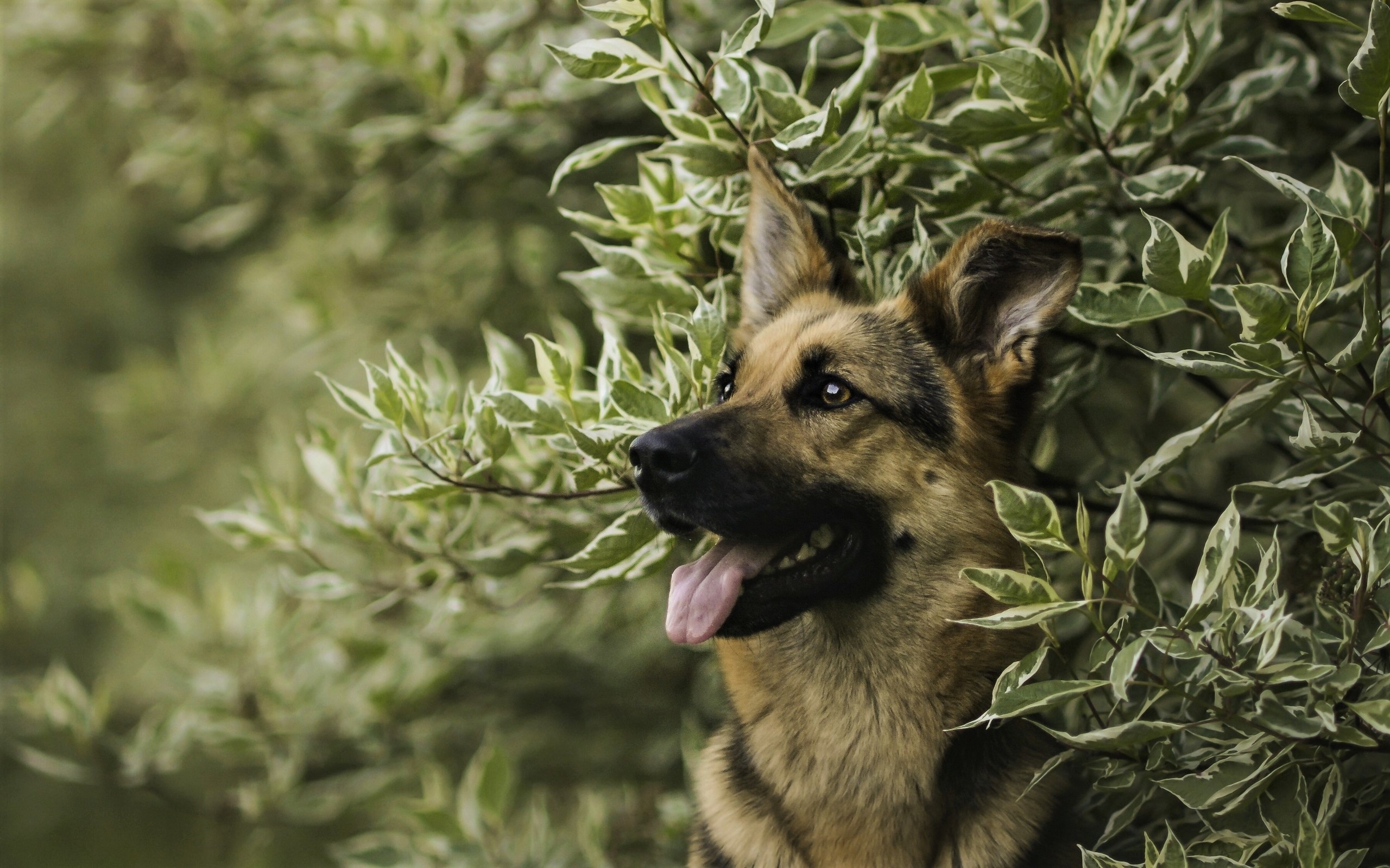 Téléchargez des papiers peints mobile Animaux, Chiens, Chien, Berger Allemand gratuitement.