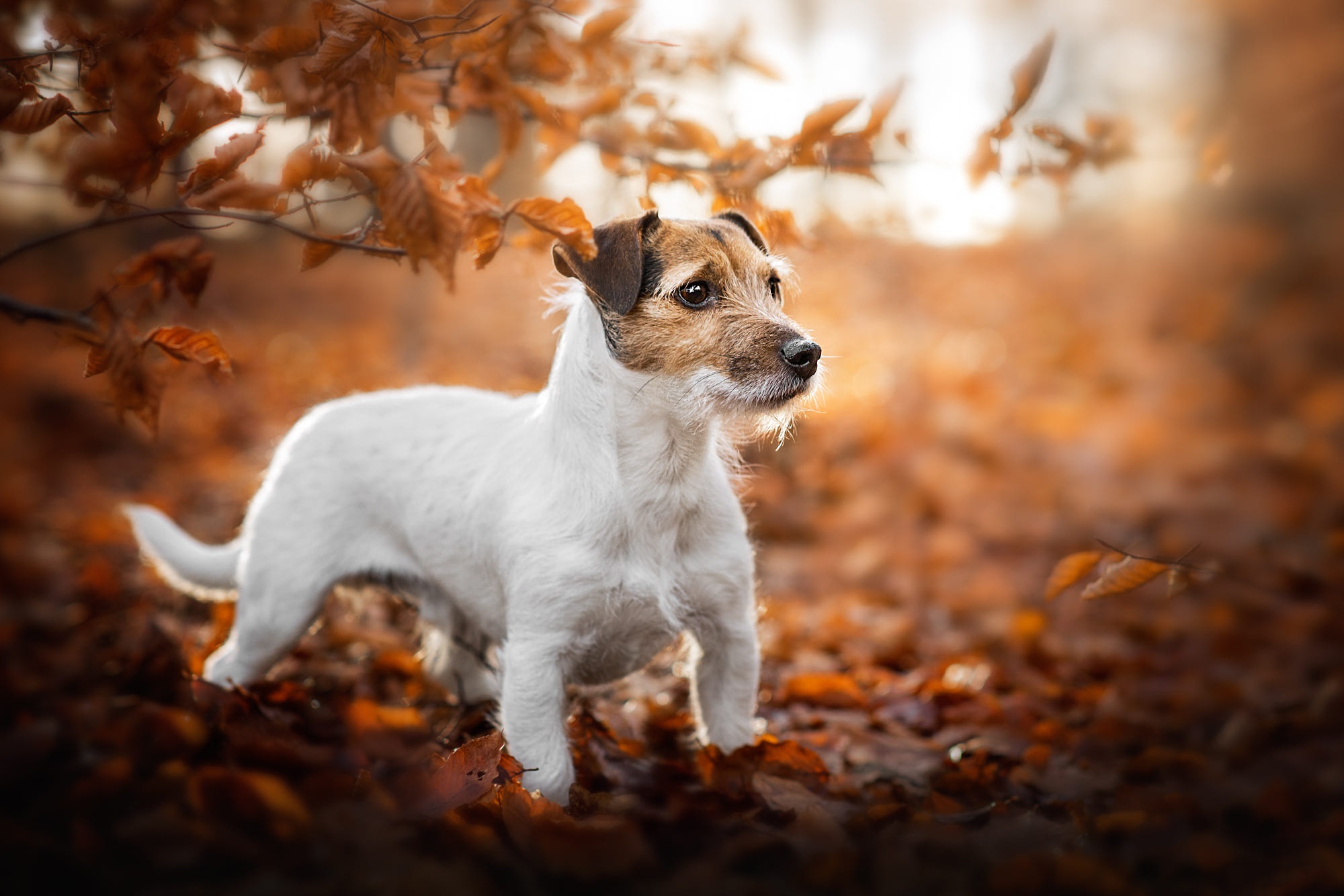 animal, jack russell terrier, baby animal, dog, fall, puppy, dogs