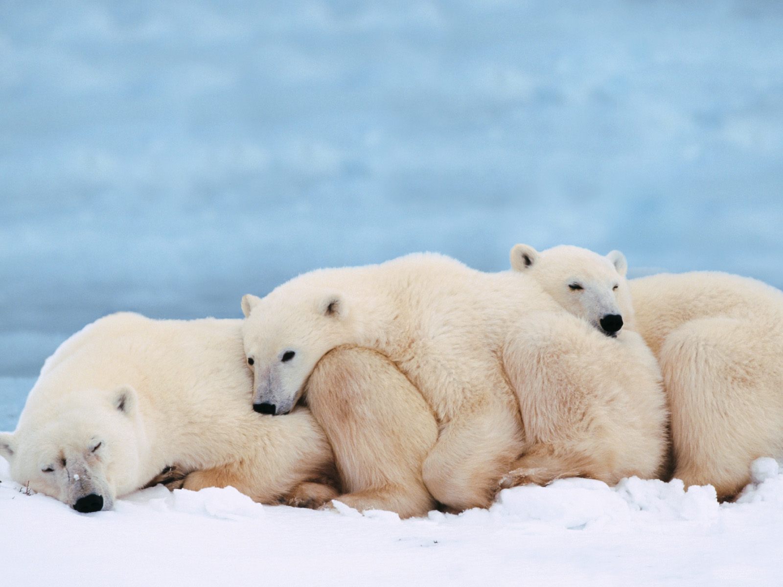 Baixar papel de parede para celular de Animais, Urso Polar gratuito.