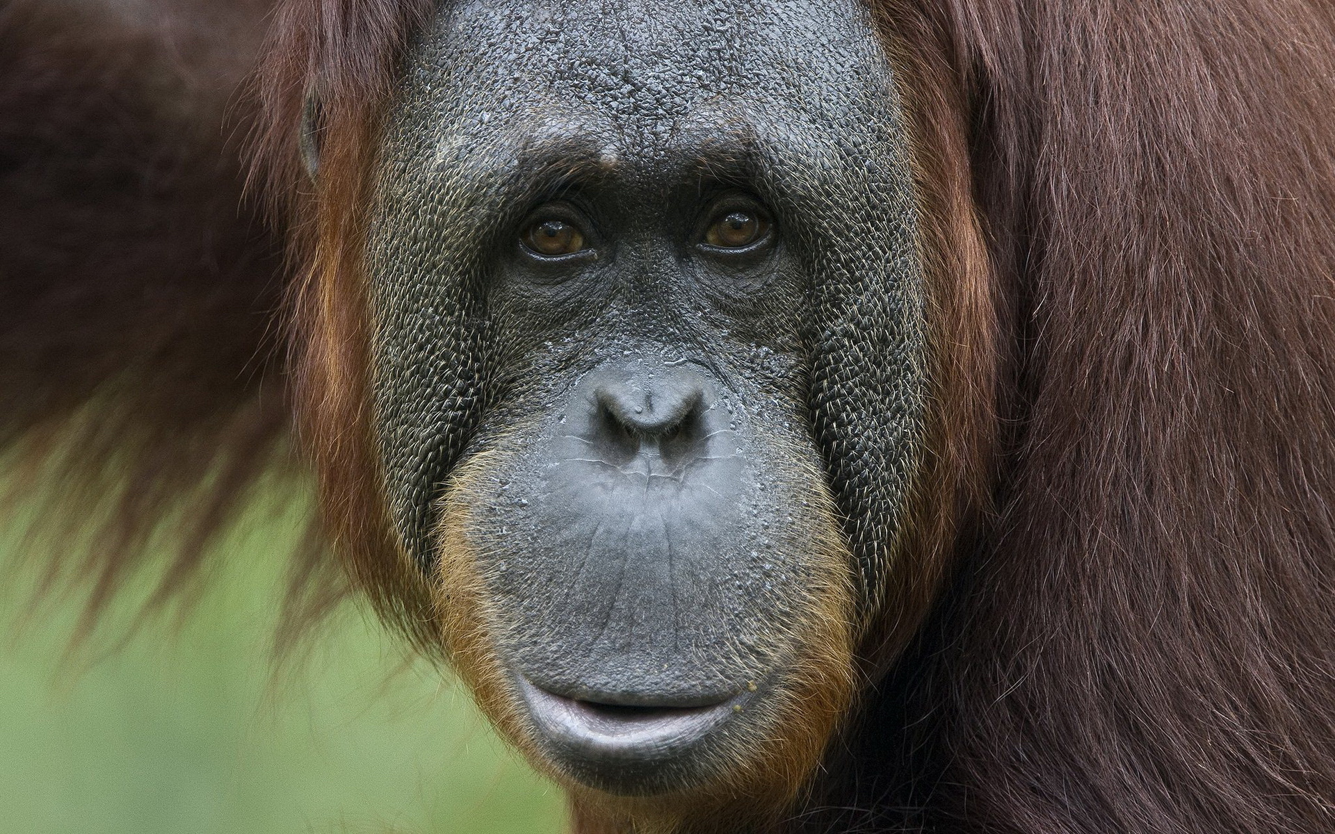 Download mobile wallpaper Animal, Orangutan for free.
