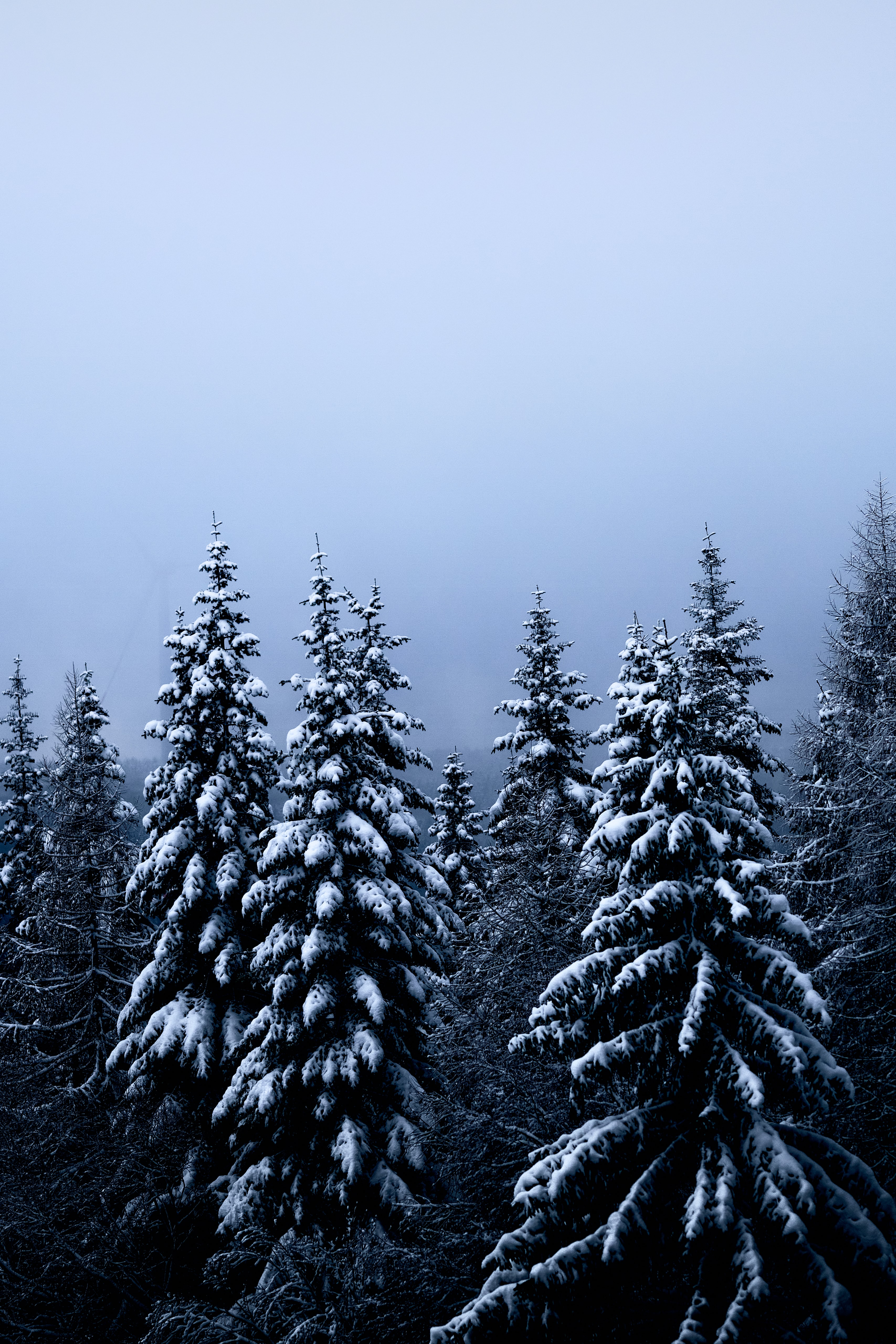 Скачать обои бесплатно Лес, Деревья, Елки, Природа, Снег, Зима картинка на рабочий стол ПК
