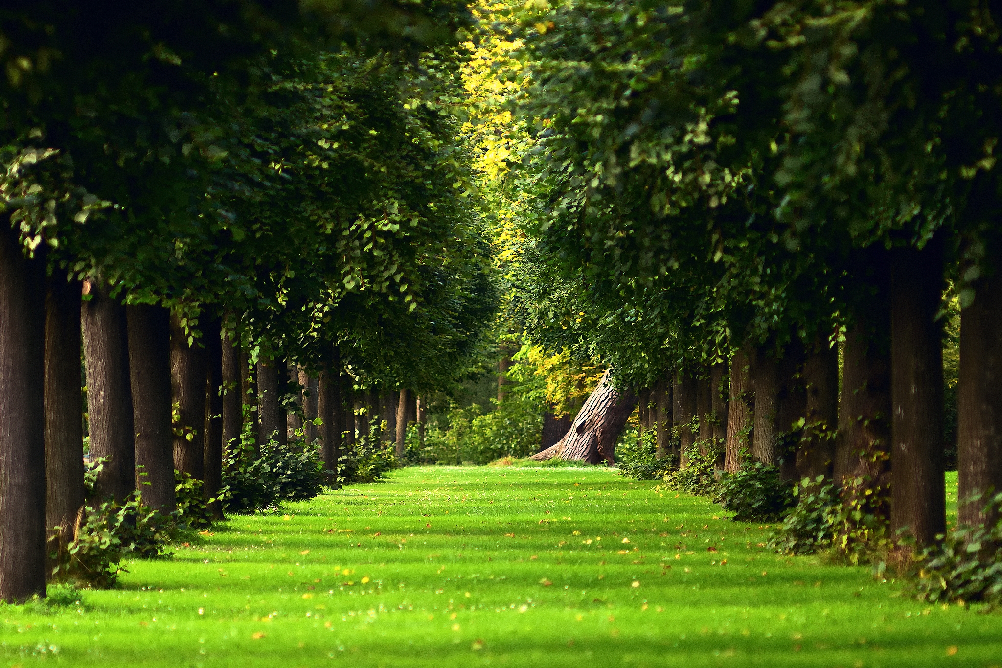 trees, park, nature, lawn, leaves, summer, alley, track