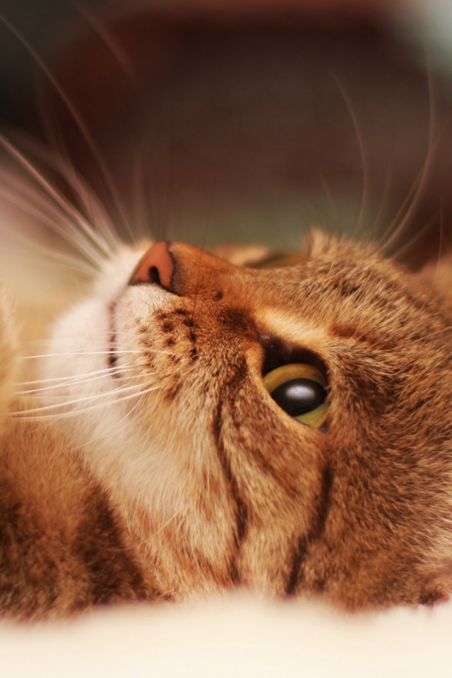 Download mobile wallpaper Cats, Cat, Animal, Face for free.