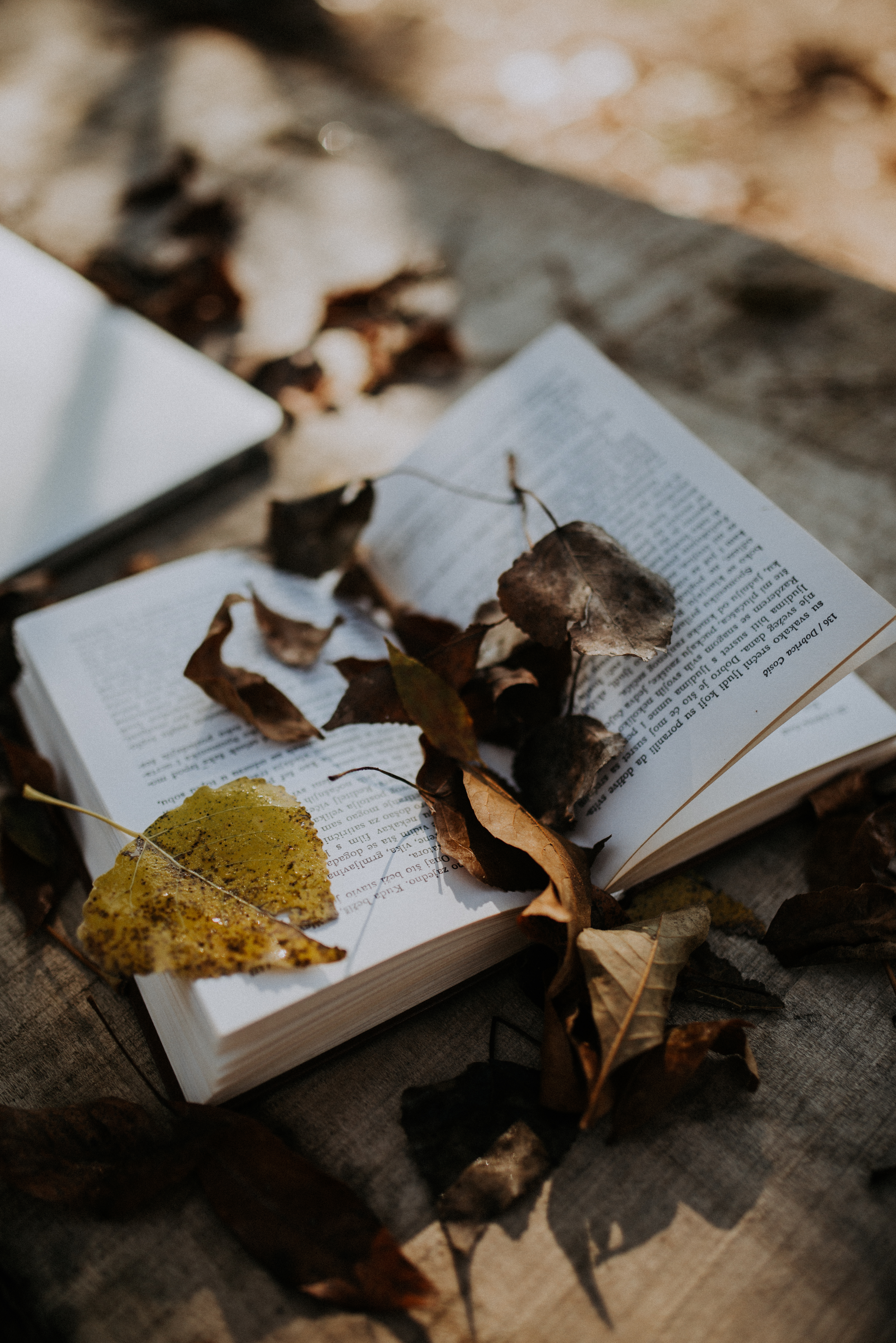 book, miscellanea, autumn, leaves, miscellaneous cellphone
