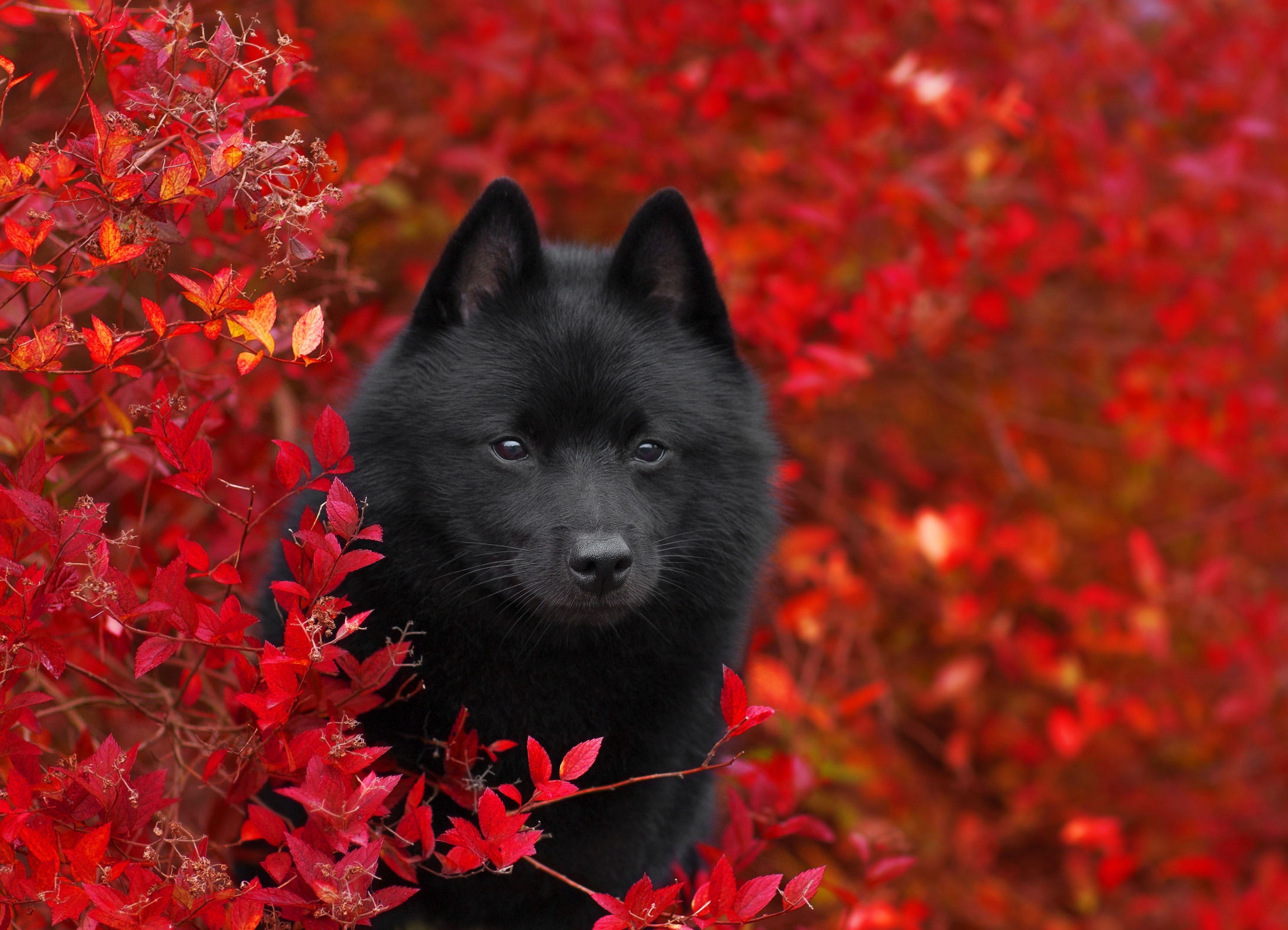 Baixe gratuitamente a imagem Animais, Cães, Cão, Animal Bebê, Filhote na área de trabalho do seu PC