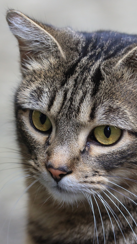 Baixar papel de parede para celular de Animais, Gatos, Gato gratuito.