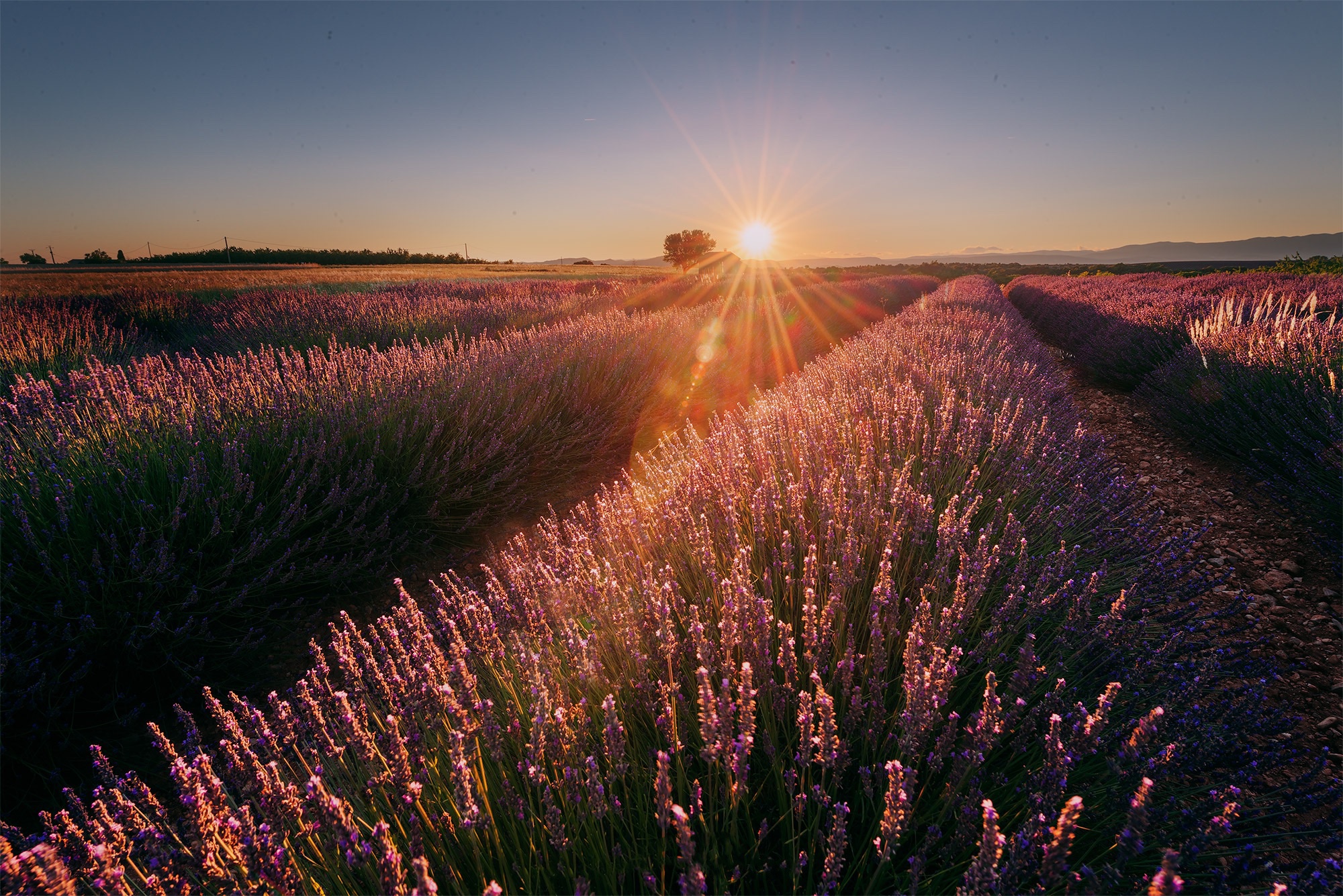 Laden Sie das Natur, Blumen, Blume, Sonnenaufgang, Feld, Lavendel, Lila Blume, Erde/natur-Bild kostenlos auf Ihren PC-Desktop herunter