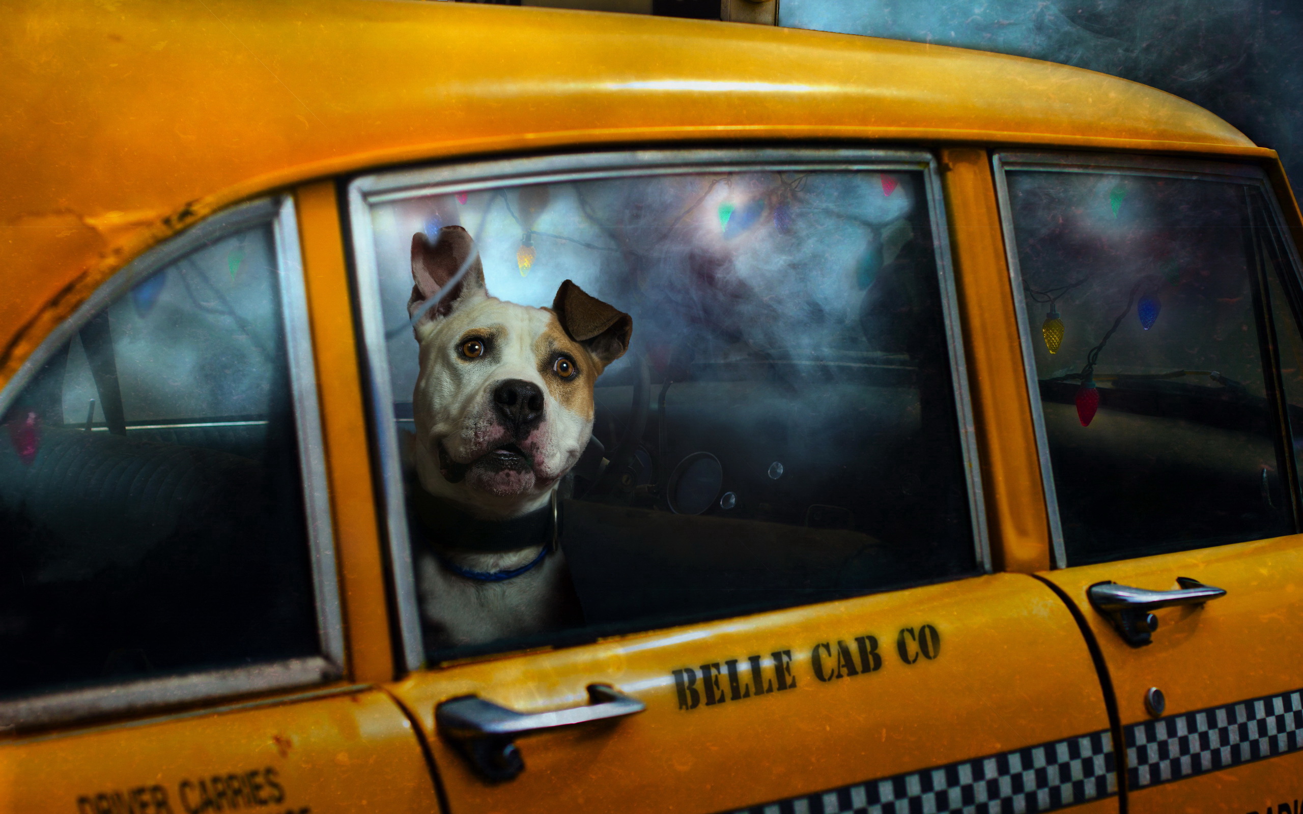 339326 скачать обои такси, животные, собака, собаки - заставки и картинки бесплатно
