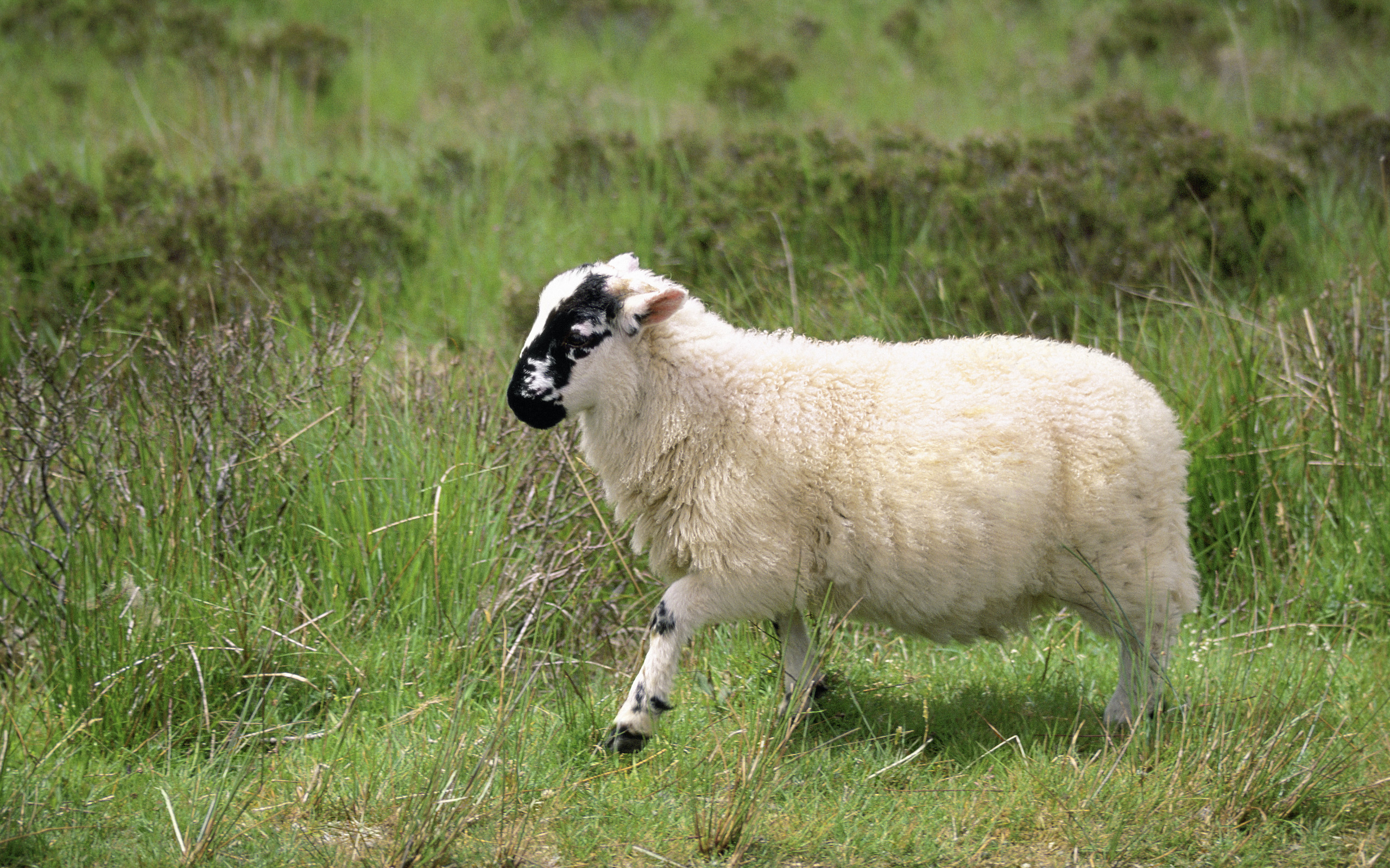 601991 baixar imagens animais, ovelha - papéis de parede e protetores de tela gratuitamente